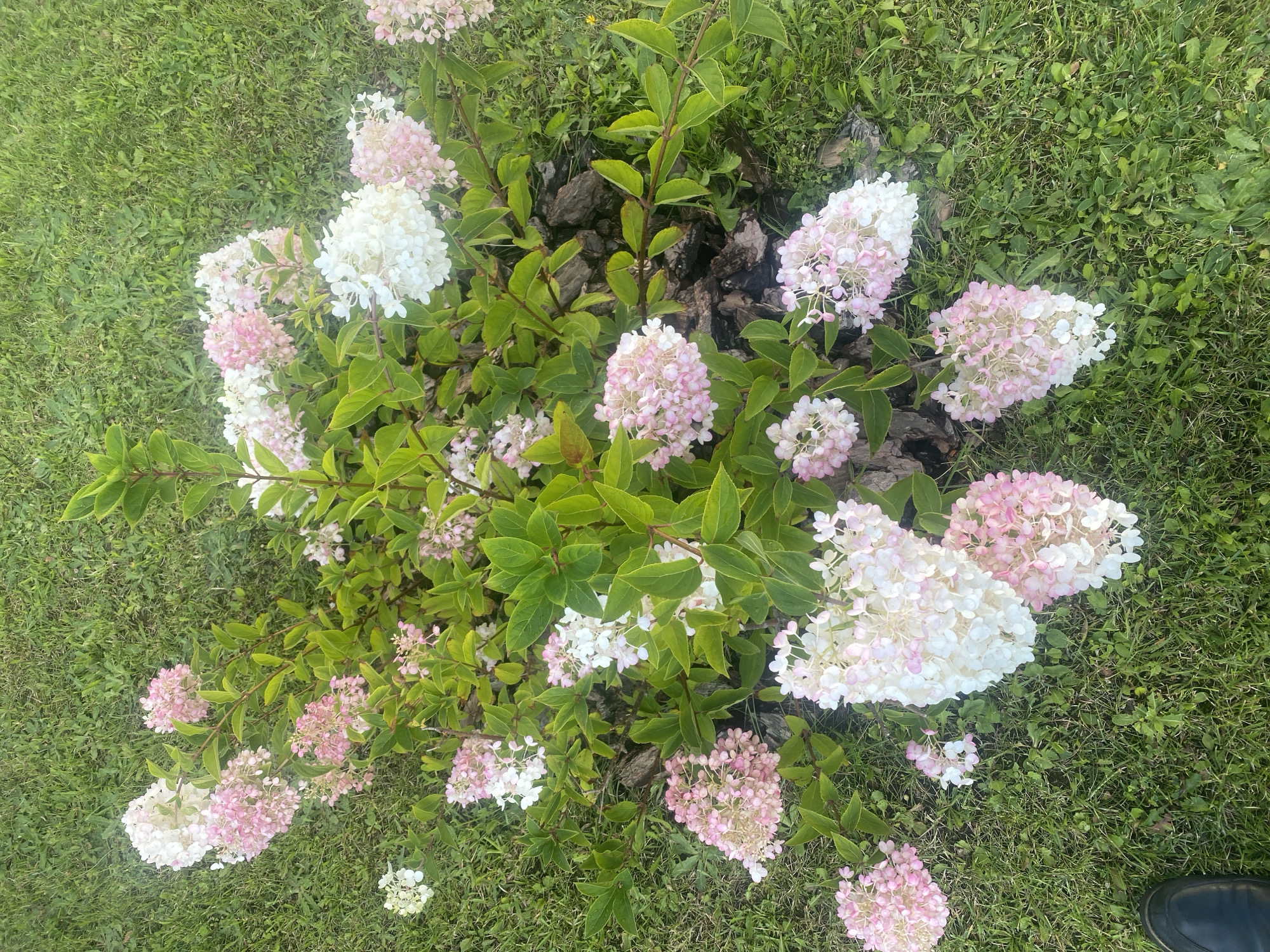An overhead shot shows a bush with white and pink hydrangea flowers on a green lawn. The bush is in the center of the frame. Several flowers are in bloom, ranging in color from white to a soft pink. The petals of the flowers are small and clustered together, forming large cone-shaped blooms. The bush has green leaves and brown stems. The lawn is green and appears to be well-maintained. In the bottom left corner of the frame, a black shoe is visible, suggesting the presence of a person who is taking the photograph. The scene is outdoors and appears to be in a park or a garden.