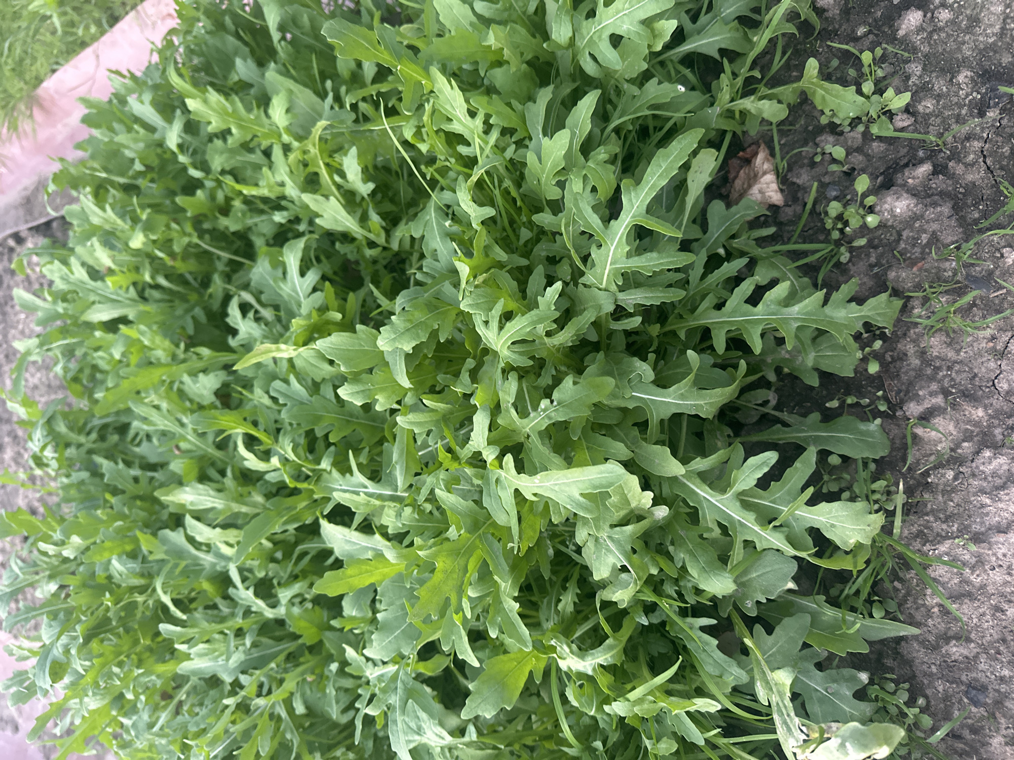 This is a close-up, overhead shot of a patch of vibrant green arugula plants growing in dark soil. The arugula leaves are deeply lobed with serrated edges and have a slightly wavy texture. Some of the leaves show prominent white veins. The plants are densely packed, creating a lush green carpet. In the bottom right and upper right corners, the soil is visible, appearing dry and cracked in some areas, with small weeds and bits of debris scattered on its surface. A single dry, brown leaf rests among the arugula. The lighting suggests it is daytime, and the scene appears to be outdoors in a garden or natural setting. There is no visible text in the image. The context provided places this scene in the Пярэжырскі сельскі Савет, Belarus.