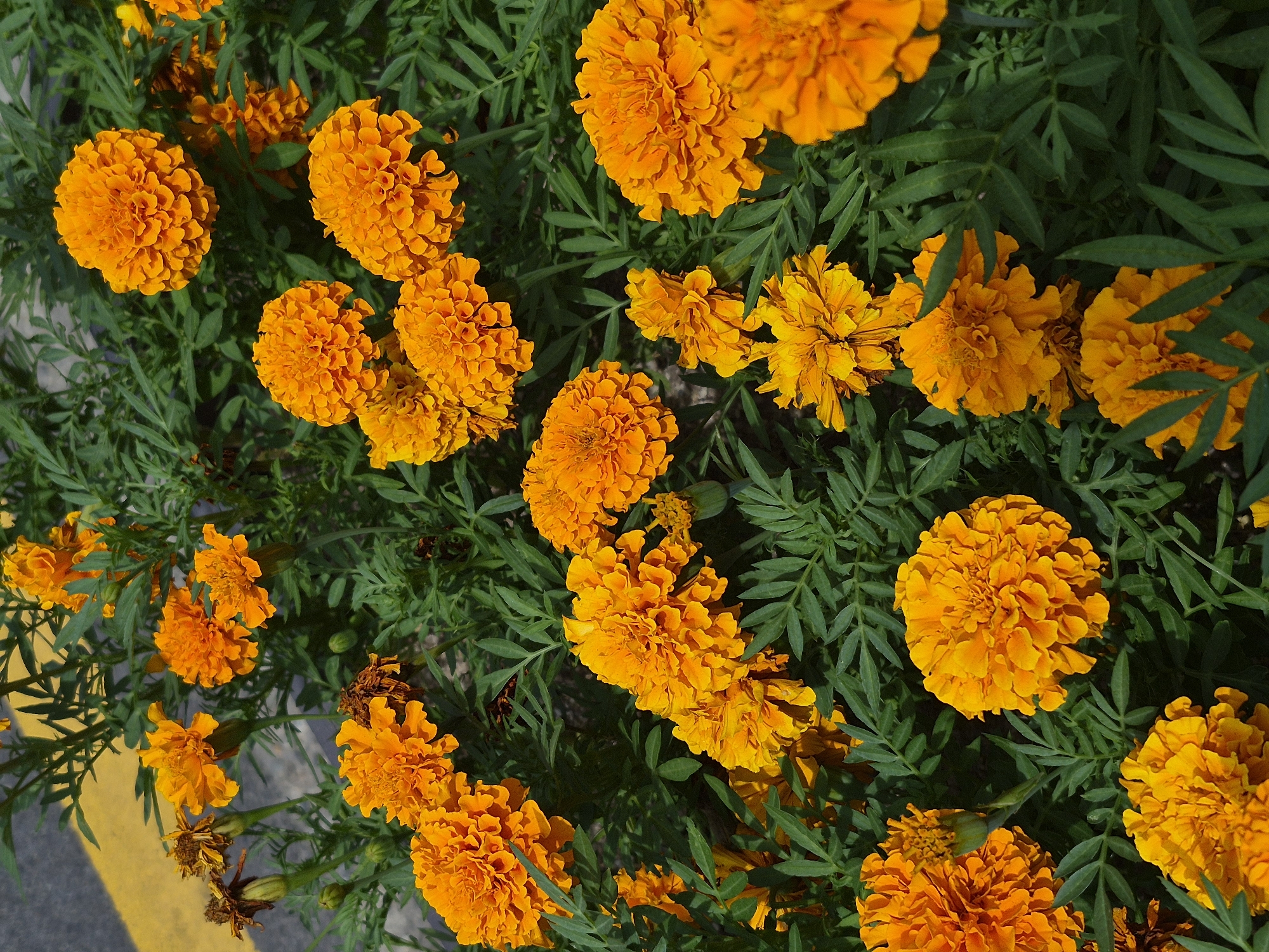 The image shows a close-up view of several vibrant orange marigold flowers blooming amidst lush green foliage. The flowers are in various stages of bloom, with some fully open and others still budding. The petals are densely packed and have a slightly ruffled texture. The background consists of dark green leaves and stems, with a hint of a yellow stripe on a paved surface visible in the upper left corner, suggesting an urban environment, possibly a roadside or park area in Ansan, South Korea. There are no people or animals present in the image.