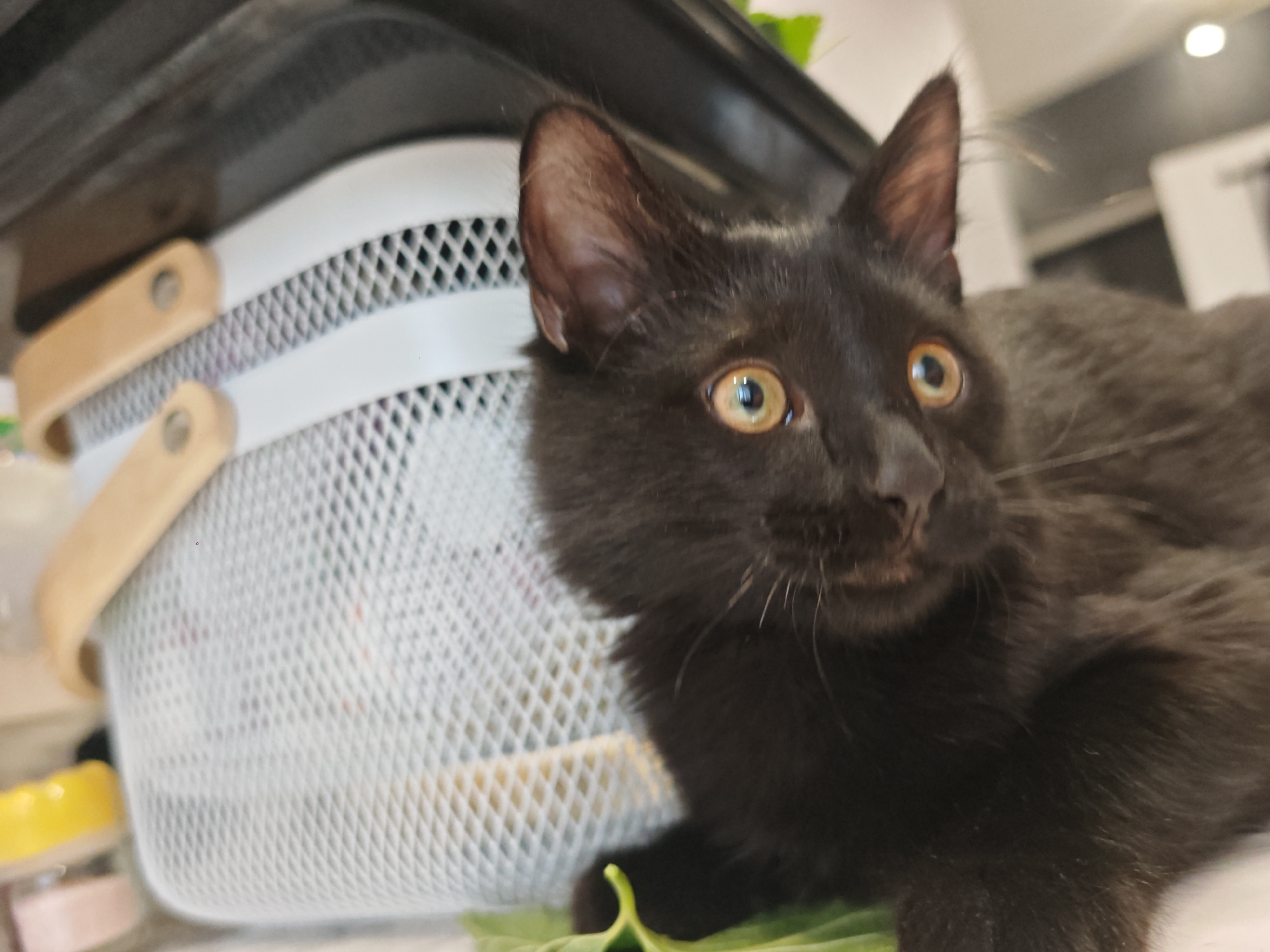 A black cat with yellow eyes is lying next to a white mesh basket with wooden handles. The basket is filled with what appears to be laundry. The cat is in the foreground, looking to the right of the frame. The background is out of focus, but appears to be an indoor setting.