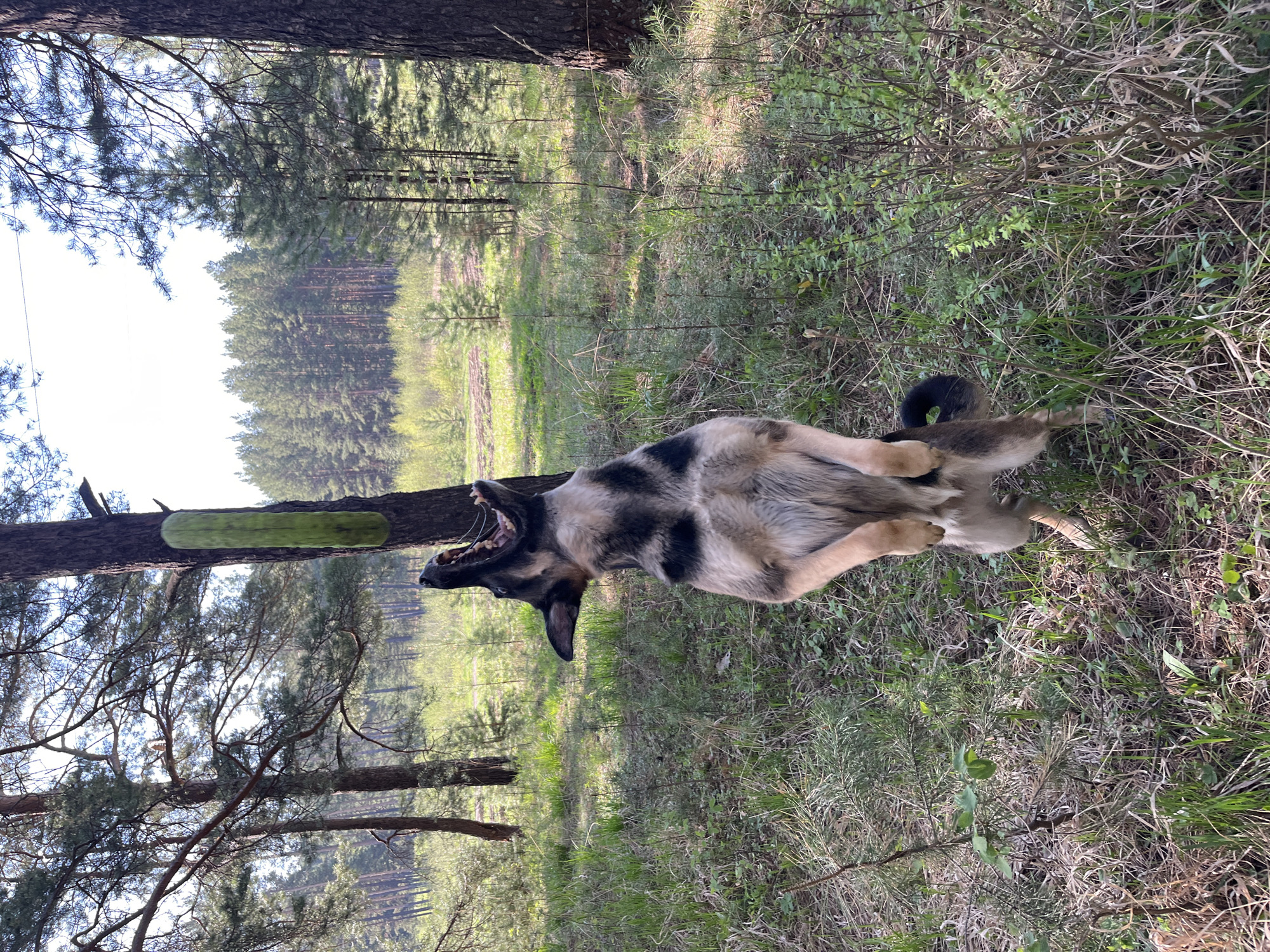 The image shows a medium-sized, light-colored dog with black patches lying on its back in a grassy area with sparse trees. The dog's mouth is open, possibly panting or yawning. Behind the dog is a forest or wooded area with tall, slender trees. A rectangular green object is attached to one of the trees in the background. The location is outdoors, in a natural environment. There are no people visible in the image. The image does not appear to be of Nizhny Tagil, Russia.