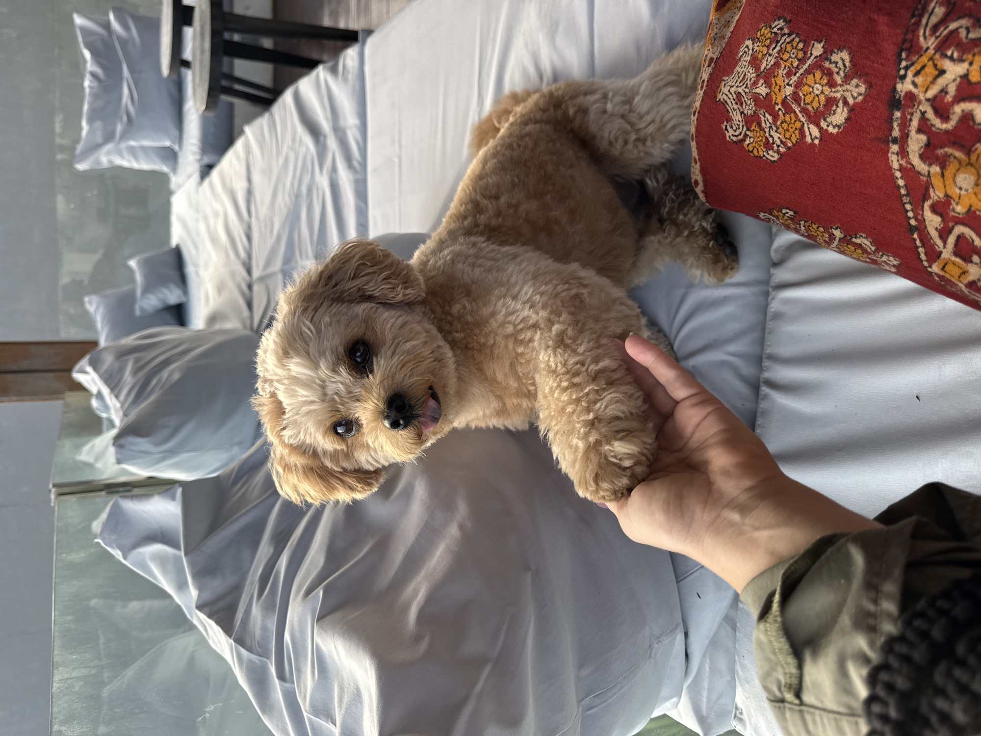 In Tegallalang, Indonesia, a small, light brown poodle-mix dog is sitting on a cushioned lounger. The dog has its right paw extended towards the viewer, shaking hands with the person holding the camera. The dog's tongue is slightly visible. The lounger is covered in light blue fabric, with several matching pillows arranged behind the dog. To the right of the dog, there is a dark wooden stool. In the foreground, a person's hand is visible, wearing a green jacket. A red cushion with an intricate pattern is to the right of the hand. The background suggests an outdoor setting with a glass railing and possibly a rooftop or balcony.