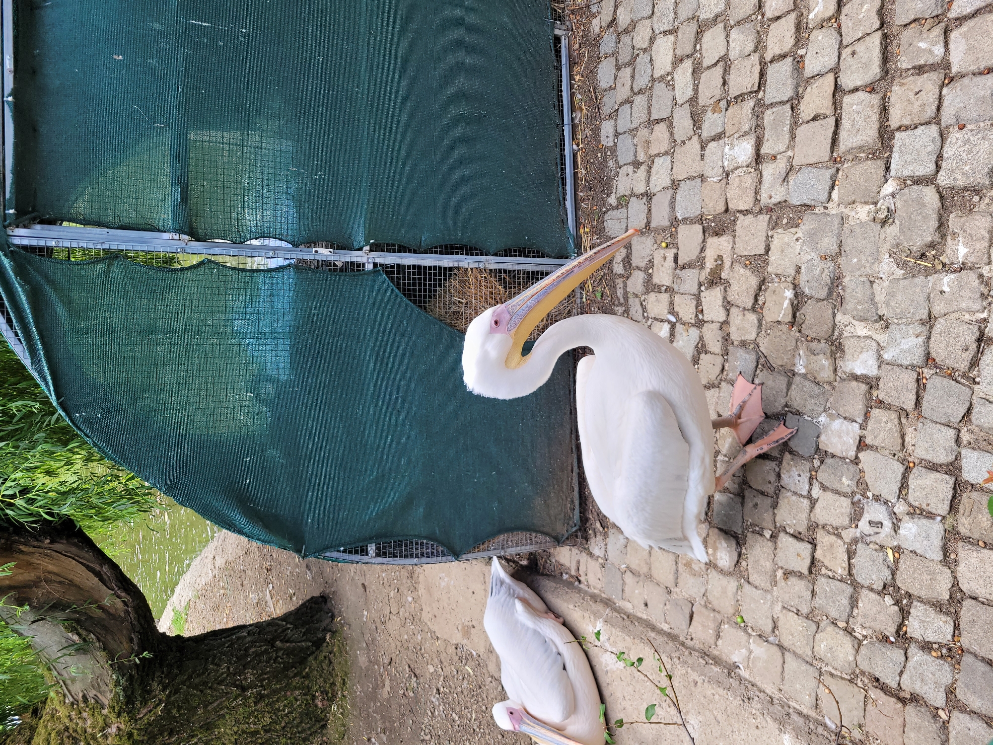 The image shows two white pelicans in an outdoor enclosure. One pelican is lying down on the left side of the frame, while the other is standing and facing the right. The ground is paved with cobblestones, and a large tree with green foliage is visible on the left. A green mesh enclosure with metal framing is present in the background. The pelicans are large birds with white plumage, long beaks, and pink legs. The environment appears to be a zoo or a park. The image does not provide any specific geographical information to pinpoint the location in Sofia, Bulgaria.