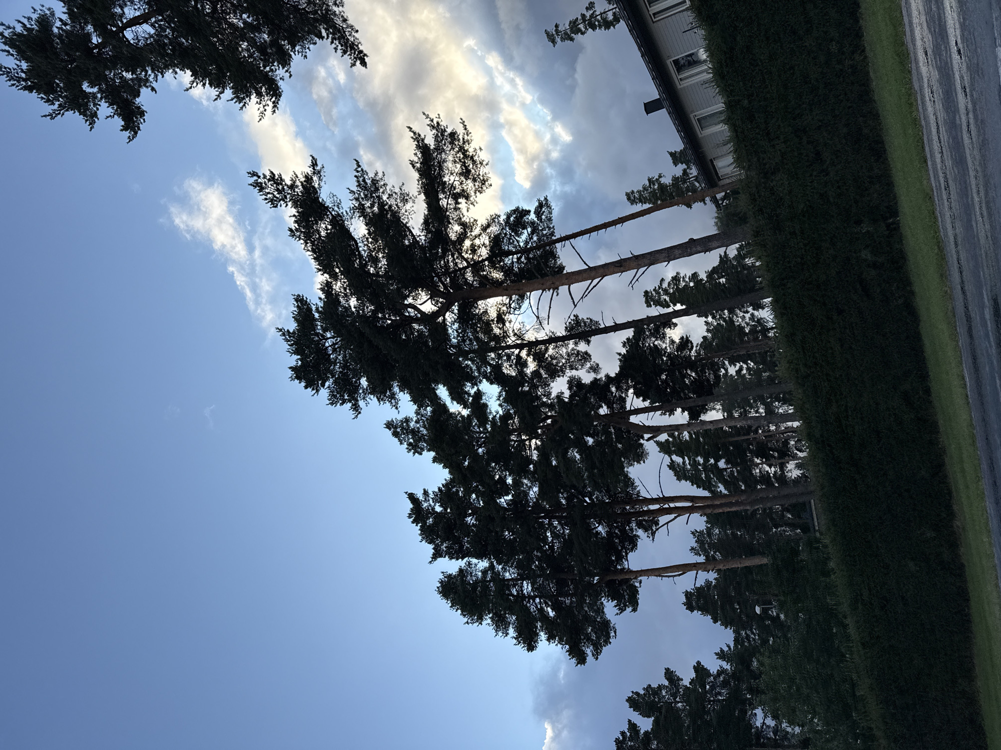 In Uuesalu, Estonia, a row of tall pine trees stands silhouetted against a partly cloudy sky. The trees are scattered across the frame, with some in the foreground and others further back, creating depth. A neatly trimmed dark green hedge runs horizontally across the lower part of the image, separating the trees from a paved area that appears to be a road or driveway. To the right, a light-colored building with windows and a dark chimney is partially visible, nestled behind the hedge and among the trees. The sky displays a mix of blue sky and scattered clouds, with some areas illuminated by sunlight. The overall scene suggests an outdoor residential or park setting, likely in the late afternoon or early evening due to the lighting.