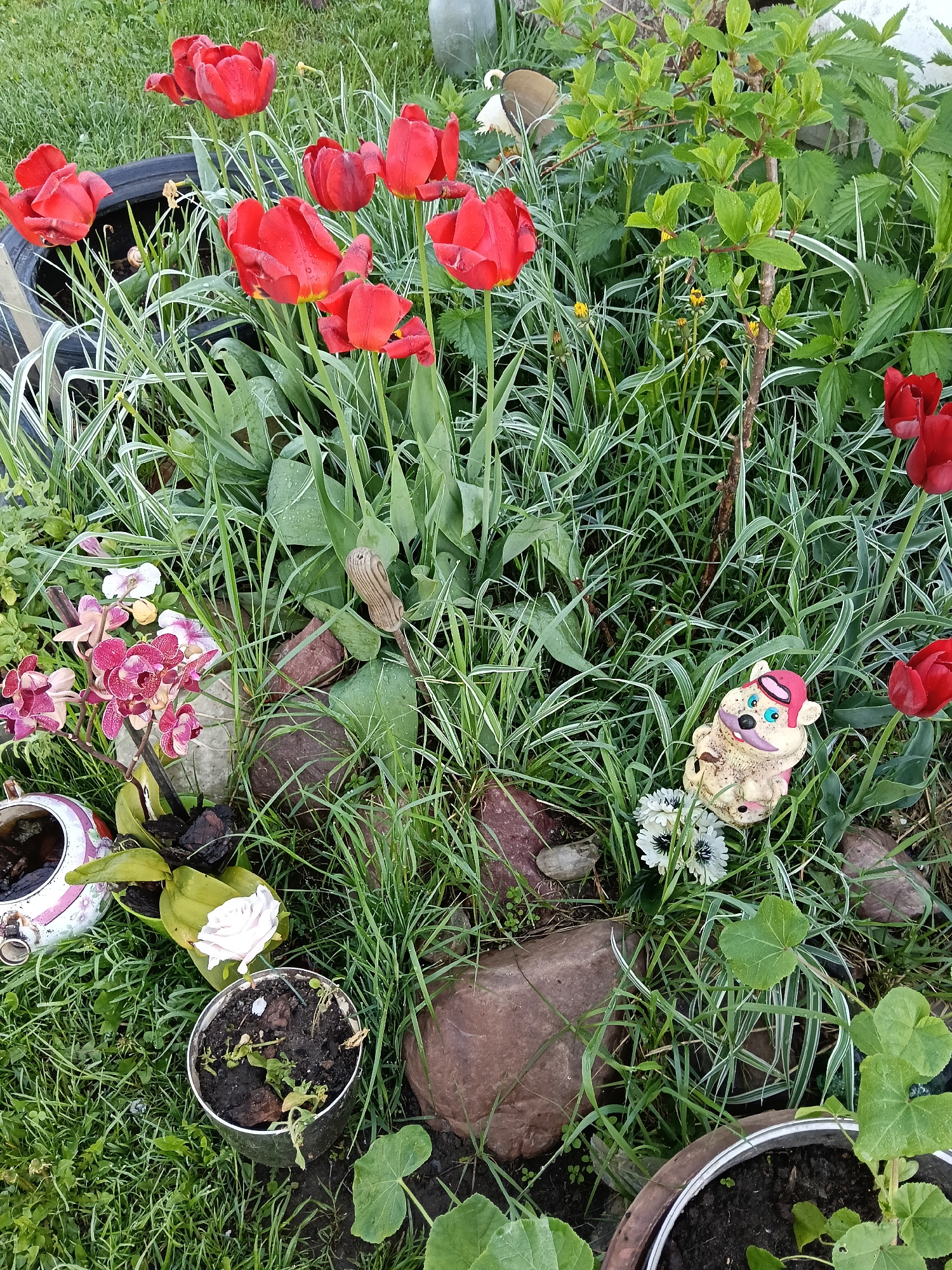 The image depicts a garden scene in Красный Маяк, Russia. The foreground consists of a variety of plants, including red tulips, orchids, and various grasses. Some of the plants are in pots. Amidst the flora, there are several rocks. A small, ceramic animal figure is positioned amongst the grass. In the background, there is more greenery and a glimpse of what appears to be a container.