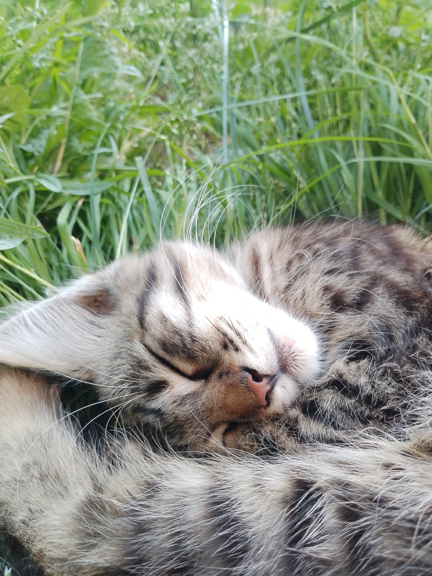 A close-up shot shows a domestic cat sleeping peacefully amidst tall green grass. The cat, a tabby with stripes of brown, gray, and white, is curled up, its body mostly obscured by its fur. Its eyes are closed, and its pink nose is slightly damp, suggesting it is in a deep sleep. Long white whiskers fan out from its face. The background is a blur of green foliage, indicating an outdoor setting, possibly a garden or a field. The lighting suggests it is daytime, with sunlight filtering through the grass, casting soft shadows on the cat's face. The overall mood is serene and tranquil, capturing a moment of undisturbed rest.