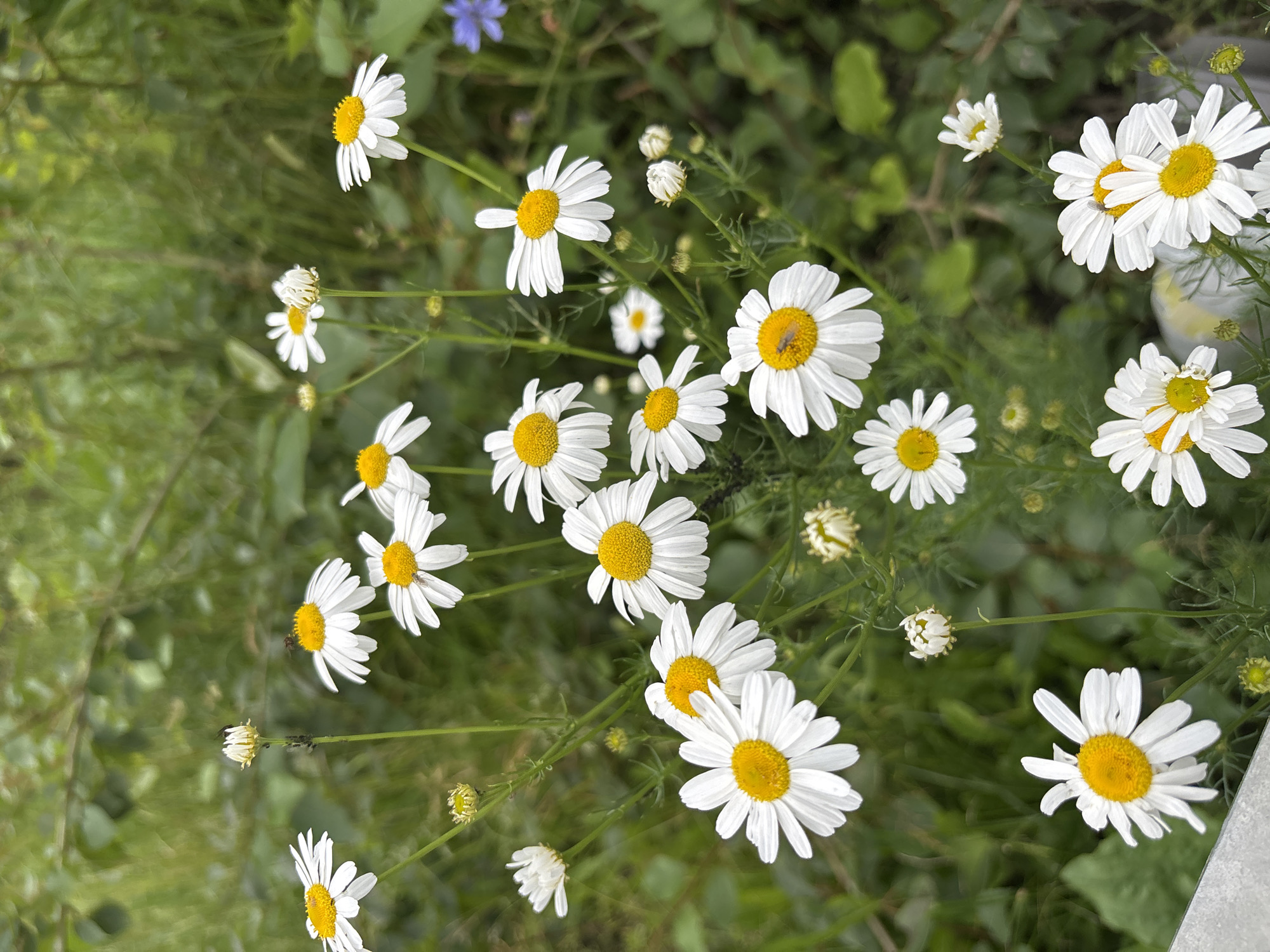This media file features a close-up, top-down view of a patch of daisies in a natural setting. The scene is dominated by numerous white daisy flowers with yellow centers, interspersed with green foliage and stems. A few flower buds are also visible, some closed and others partially open. In the background, there is a blur of green, suggesting a garden or a wild grassy area. A single small blue flower is present in the upper left portion of the image, adding a touch of contrasting color. Some of the daisy petals appear delicate and slightly wavy, and the yellow centers are textured. The lighting suggests it is daytime, likely a sunny day, as the flowers are brightly illuminated. There are no people or animals clearly visible, though a tiny insect can be seen on one of the daisy petals. No text is visible in the media file. The overall impression is one of a peaceful, natural scene, possibly taken in a rural or garden environment in Старое Мартьяново, Russia.