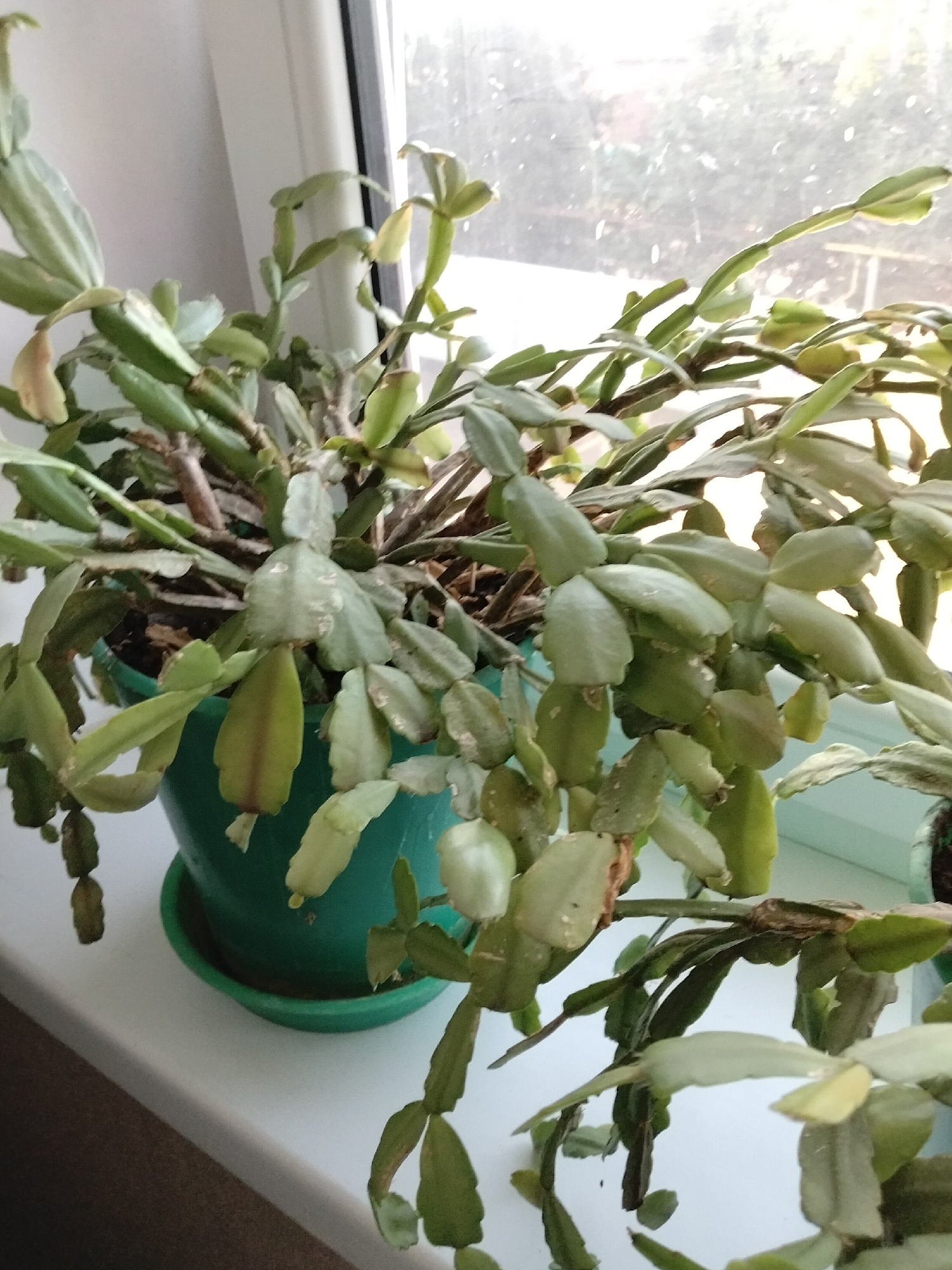 A close-up, medium-shot image shows a green potted Christmas cactus plant on a white windowsill. The plant is lush and appears to be healthy, with many green, segmented stems and leaves. Some of the leaves are slightly yellowish, which could indicate a need for water or nutrients. The pot is a vibrant teal color and sits on a matching saucer. Behind the plant, a window shows a blurred outdoor scene with trees and buildings, suggesting an urban environment. The lighting is bright, coming from the window, creating some glare and highlights on the plant's leaves. The image is taken from a slightly elevated angle, looking down at the plant. The location is a windowsill in a residential building in Nizhnedonskoy, Russia.