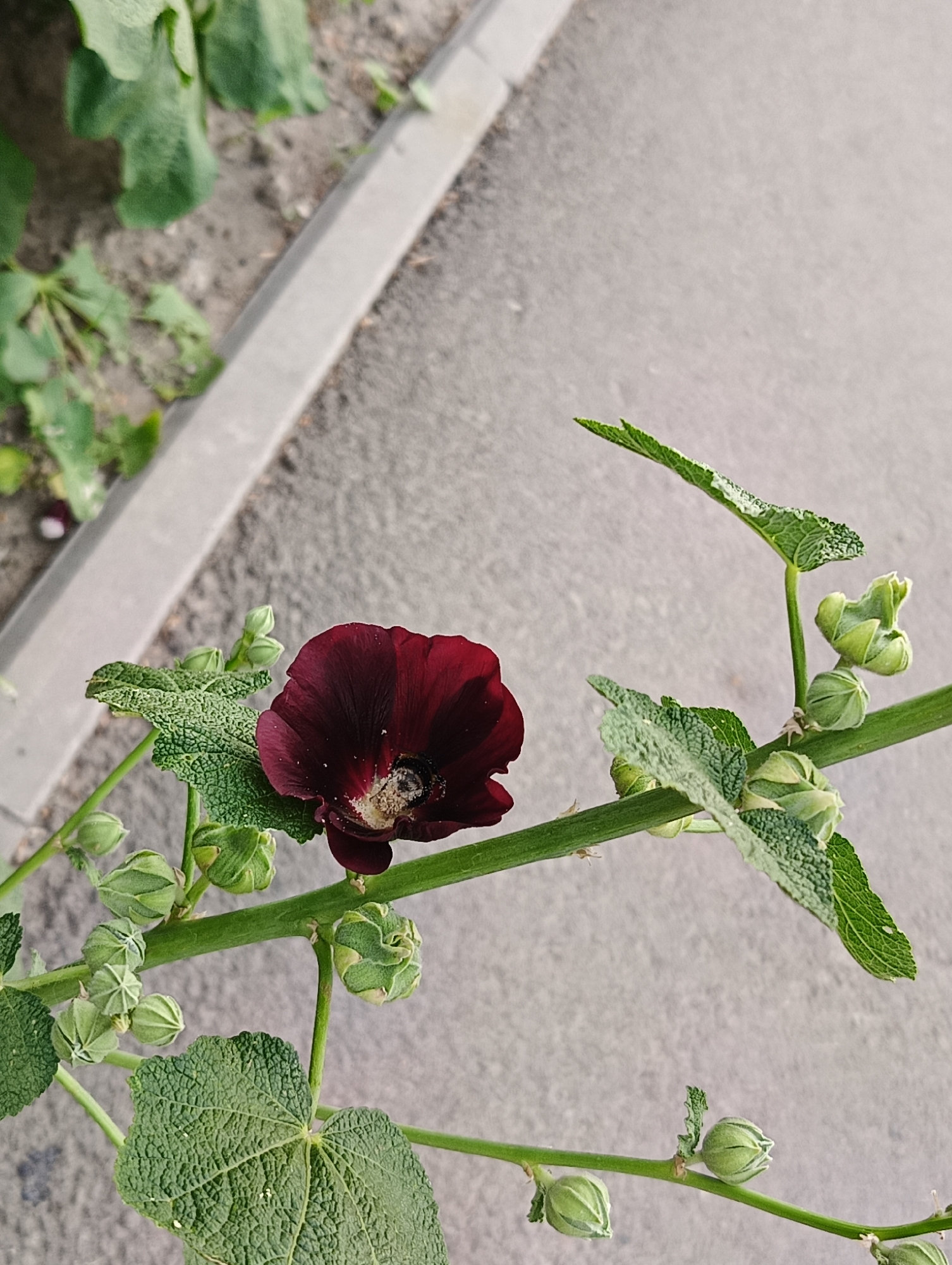 A single dark red hollyhock flower is in focus, with a bee visible inside the bloom. The flower is part of a tall plant with green stems, leaves, and several unopened flower buds. The plant is growing next to a paved pathway, likely in a garden or park setting. The background consists of a coarse grey pavement and a patch of soil with some green foliage. The lighting suggests it is daytime. The scene appears peaceful and natural, highlighting the interaction between the bee and the flower. There is no visible text in the image.
