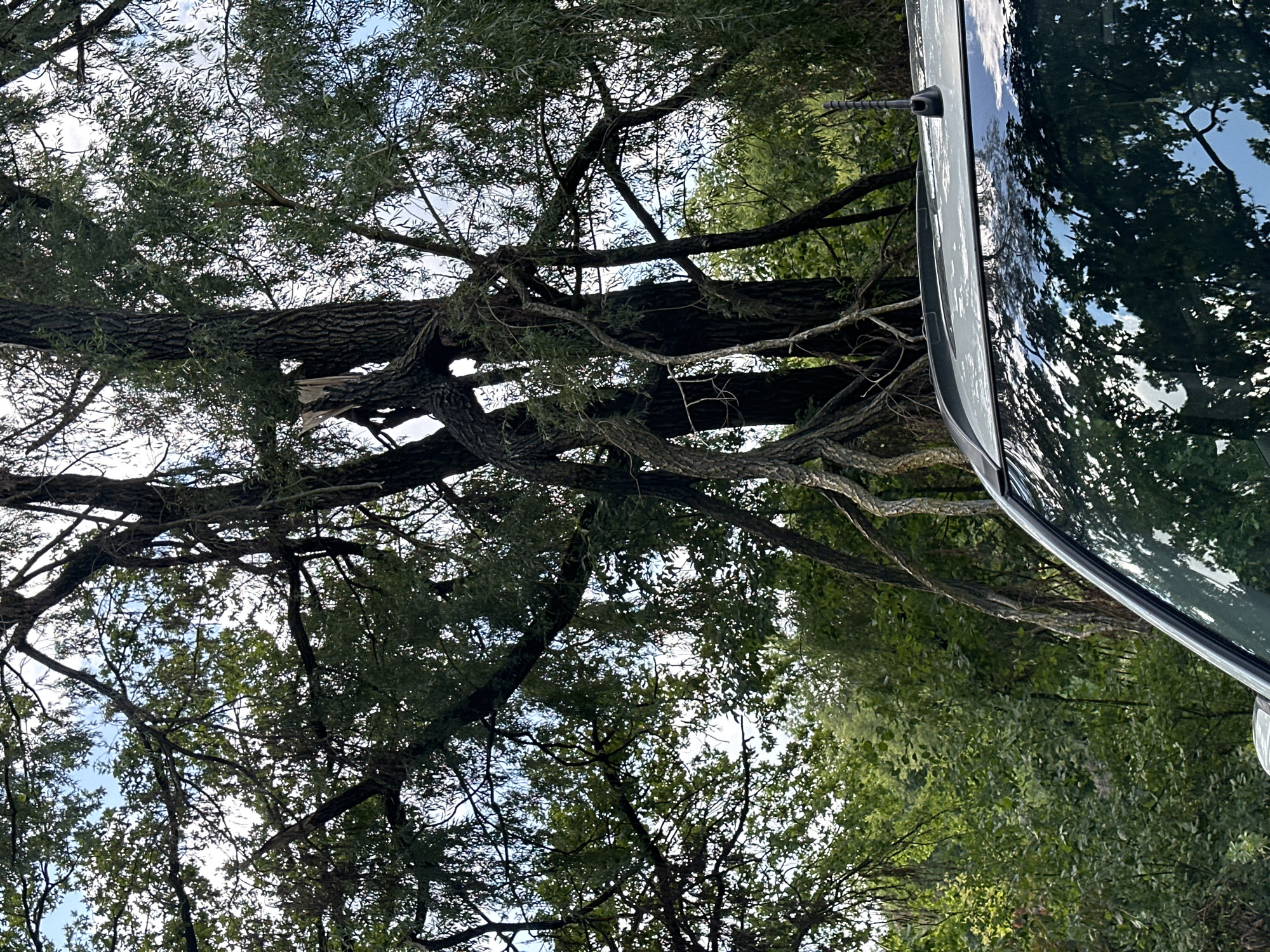 The image shows a close-up view of the roof of a car, with a large, gnarled tree dominating the background. The tree has thick, twisted branches and a split trunk, with green leaves and some exposed wood visible. The sky is partly cloudy, with patches of blue. The car's roof is light gray and reflects the surrounding greenery and sky. An antenna is visible on the rear of the roof. The scene appears to be outdoors, in a natural setting with dense foliage. No people are visible in the image. The image was taken in Makiv, Ukraine, where the local flora suggests a temperate climate.