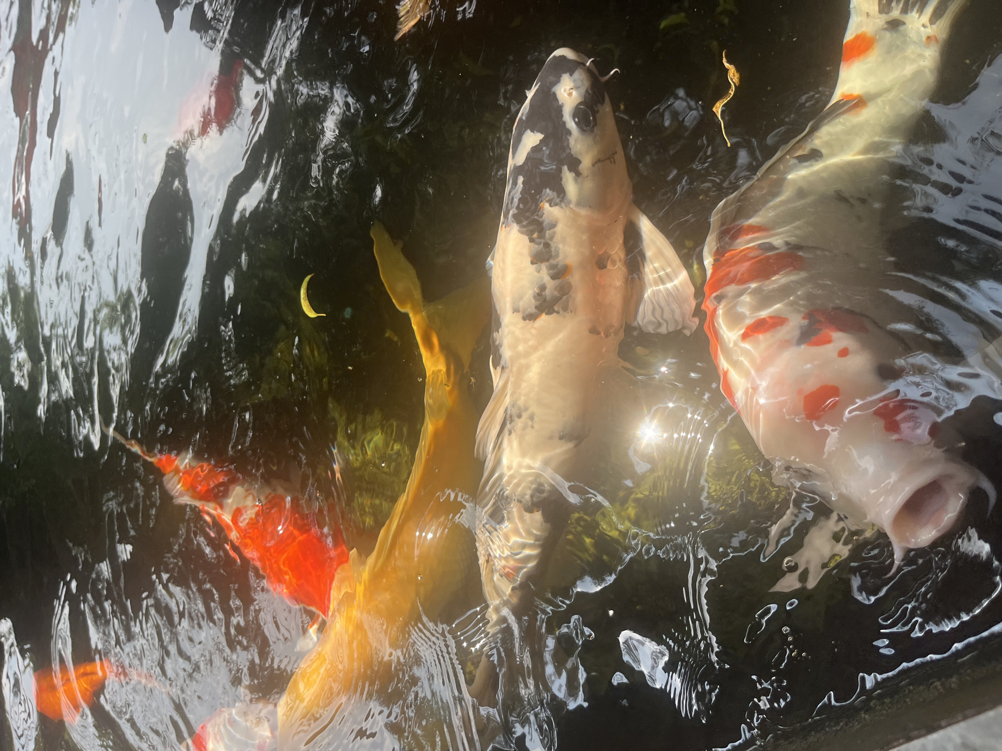 The image displays a close-up, high-angle view of multiple vibrant koi fish swimming near the surface of a pond or water feature. The scene is illuminated by bright sunlight, casting reflections and creating shimmering highlights on the agitated water.
In the central foreground, a large koi with a white body patterned with distinct black markings on its head and dorsal area is prominently featured, facing upwards. To its right, another large koi, primarily white with vivid red-orange patches, is visible with its mouth wide open and extended above the water, appearing to be surfacing or feeding.
To the left of the central white and black koi, a golden-yellow koi swims beneath the surface. Further into the background and to the left, several other koi with bright orange and red coloration are partially visible through the water's surface. The water itself is dark, providing a strong contrast to the colorful fish.
Notable details include the dynamic ripples and specular reflections on the water's surface, indicating movement and sunny weather. A small, crescent-shaped yellow object, likely a leaf or petal, floats in the lower-left section of the image. A thin, brown, twig-like object also floats near the top right. The time of day appears to be bright daylight. No text is visible in the image.