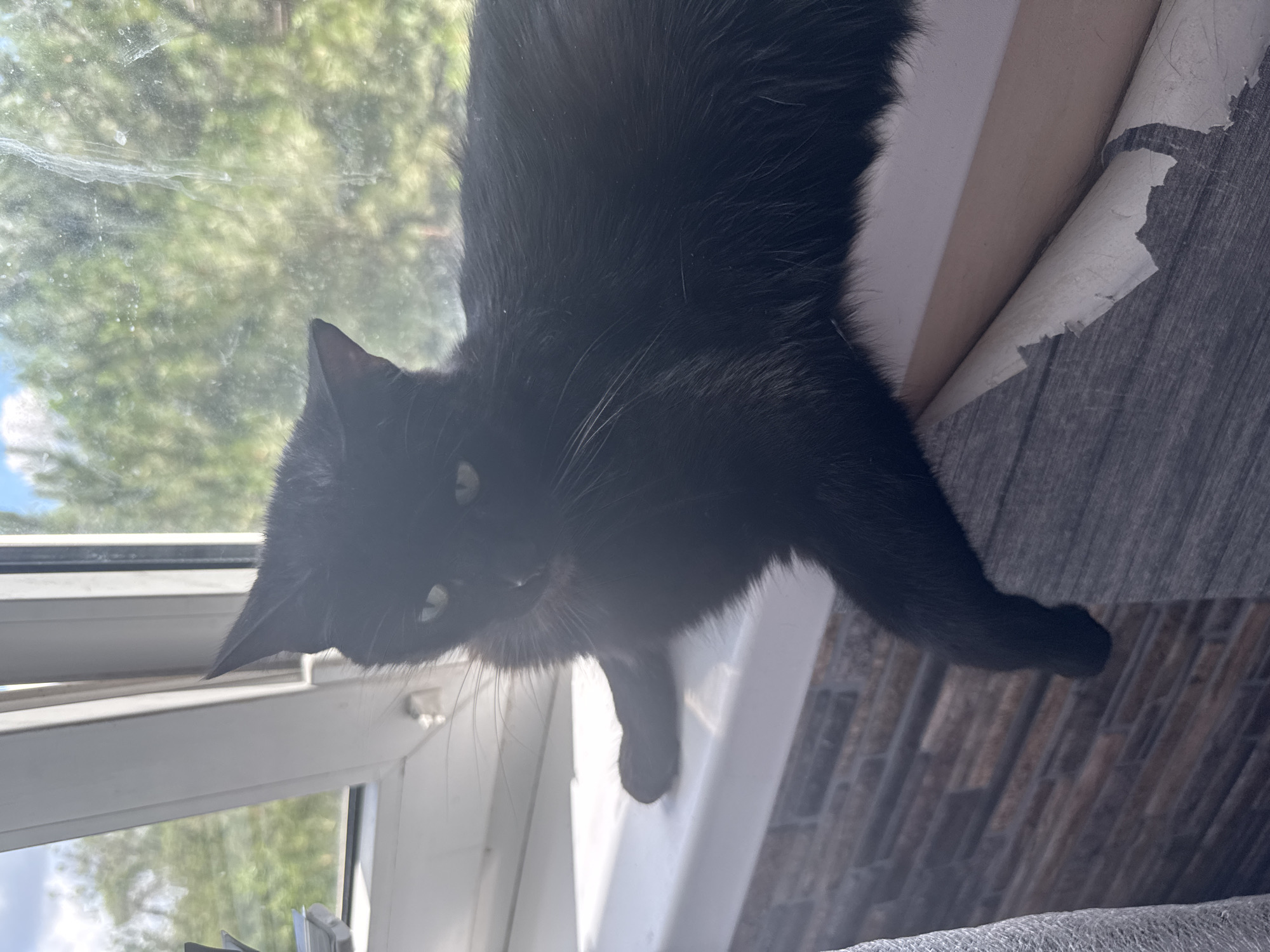 A black cat is perched on a windowsill, looking down. The cat's fur is dark and sleek, with white whiskers. Its green eyes are wide open, and its ears are perked up. The cat appears to be relaxed and curious.
The windowsill is made of white plastic, and the windowpane is slightly dirty, with smudges and streaks visible. Through the window, green trees and a blue sky are visible, suggesting it is daytime. The background outside the window appears to be a residential area, with some brickwork visible on the lower right side of the image. The overall lighting suggests a sunny day.
The image seems to have been taken from a slightly upward angle, looking towards the cat on the windowsill. The orientation of the image is portrait, with the top of the cat's head to the right and its paws to the left. There is no visible text in the image. The scene is a domestic setting, likely a home where the cat lives.
