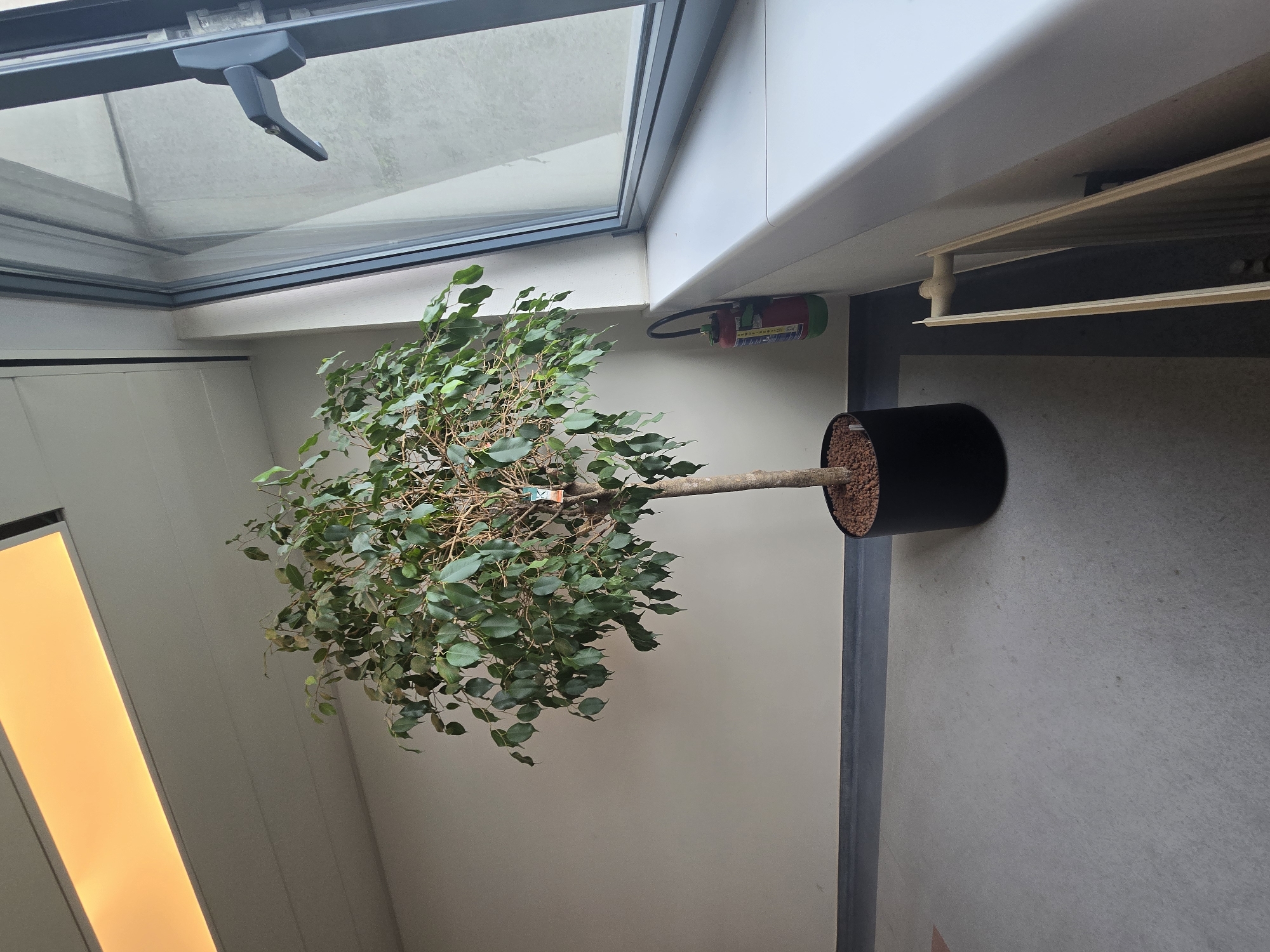 The image depicts an indoor scene, likely a hallway or common area, featuring a large potted plant in the foreground. The plant, a Ficus retusa, is situated in a black cylindrical pot filled with reddish-brown gravel. To the right of the plant, a window with a dark grey frame and a vent handle is visible, offering a view of an overcast sky. A white windowsill runs along the bottom of the window. A red and green fire extinguisher is mounted on the wall next to the plant. In the background, a wall painted a neutral, light beige color is present, with a dark grey baseboard. A light fixture with an orange-yellow glow is mounted on the ceiling. The floor is covered with a light grey carpet. A wooden radiator or heating element is partially visible on the right side of the frame, near the wall. No people are present in the image. The scene appears to be in a modern building, possibly an office or residential complex.