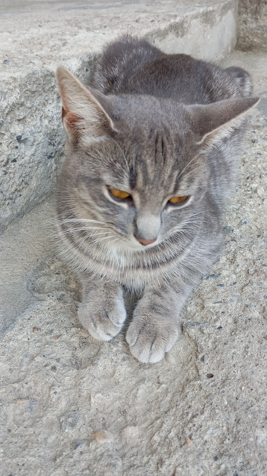 A grey tabby cat with orange eyes lies on a rough concrete surface. The cat's fur has dark stripes, and its ears are pointed upwards. Its paws are tucked neatly in front of its chest. The background is a grey, textured surface, possibly a step or sidewalk. There are small pebbles and debris scattered on the concrete. The lighting suggests it is daytime. There is no indication of the location being Baksan, Russia, or any other specific city.