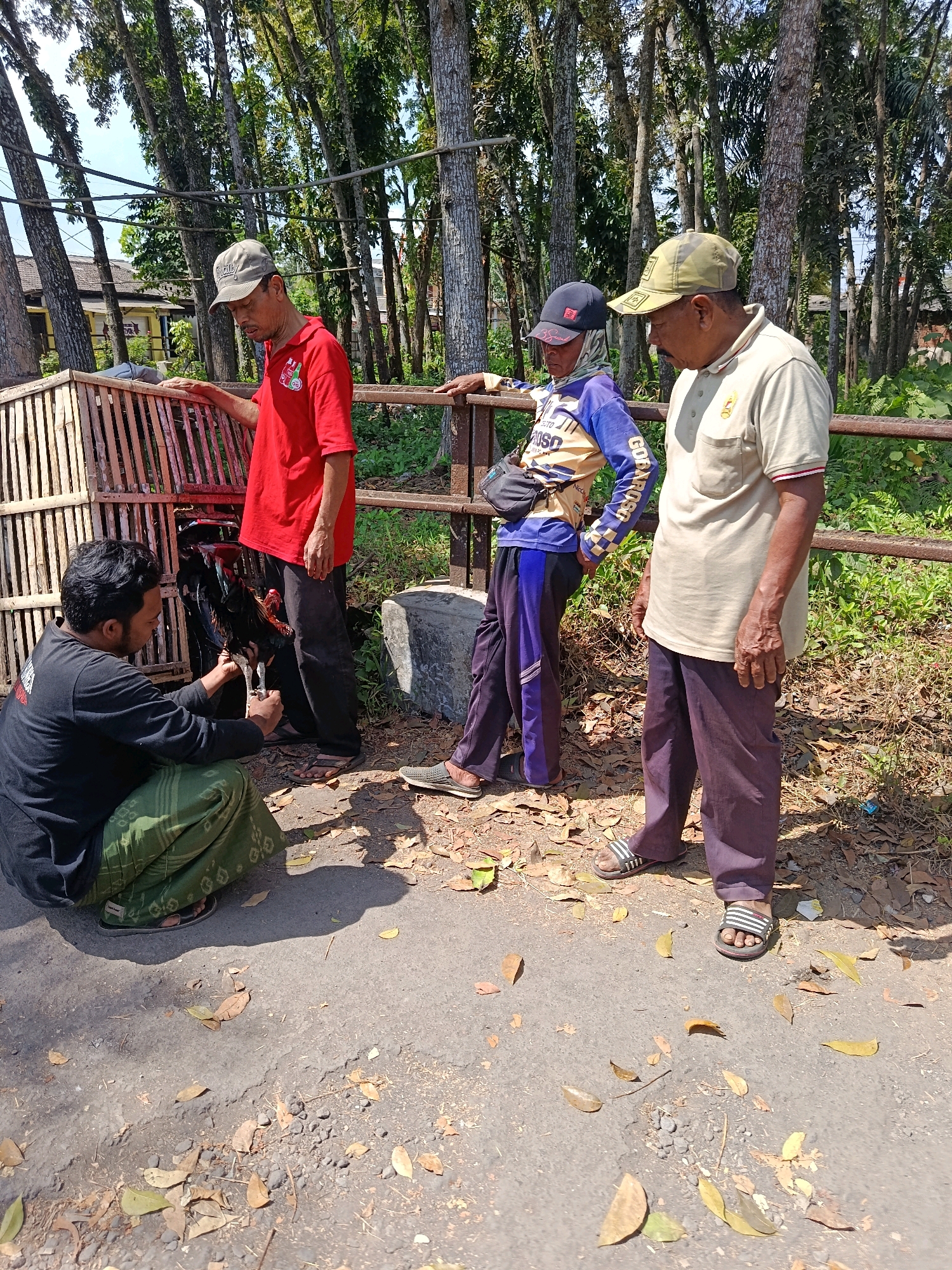 In Jatiroto, Indonesia, on a sunny day, four individuals are gathered near a wooden chicken coop. A man wearing a black long-sleeved shirt and a green patterned sarong is crouching and tending to a rooster, holding its leg. To his left, a man in a red short-sleeved shirt and a grey cap leans against the coop, looking down. In the background, two other men stand, one in a blue and yellow long-sleeved shirt and a black cap, and the other in a light beige polo shirt and a camouflage cap. The area is outdoors, with trees and foliage visible behind a rusty metal fence. The ground is a mix of asphalt and dry leaves.