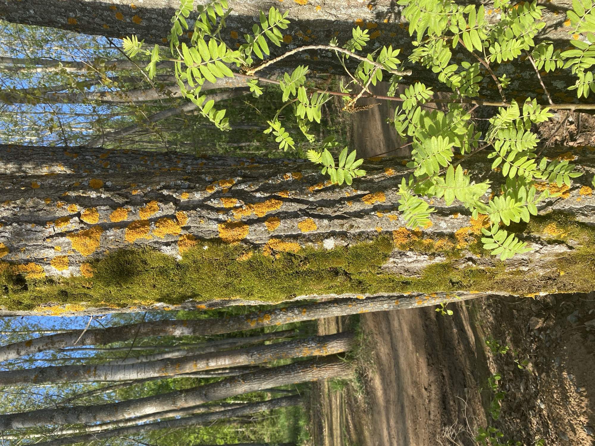 A daytime, eye-level shot depicts a forest scene, likely in Chaikovsky, Russia, due to the request. The primary focus is on a tree trunk covered in moss and yellow lichen, positioned horizontally across the frame. Behind the trunk, a row of trees lines a dirt path, creating a perspective leading into the distance. New green leaves sprout from the trunk, indicating the season is spring. The sky is visible in patches between the trees, suggesting an open forest canopy. The light is diffused, casting soft shadows on the scene.