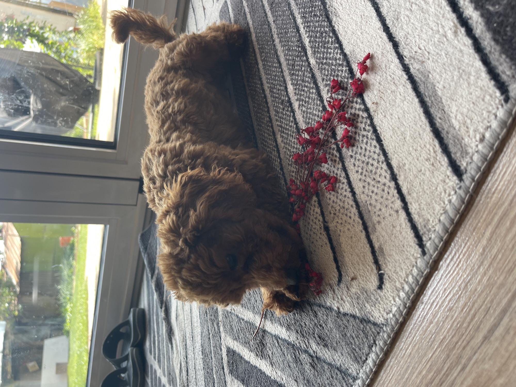 A brown-colored poodle is lying on a gray and white striped rug indoors. A sprig of red berries lies next to the dog on the rug. The location appears to be inside near a window, but the specific details of the city of Sofia, Bulgaria, cannot be determined from the image alone. The dog is facing the viewer and appears to be chewing on a twig. The window shows an exterior view of greenery. There are flip-flops on the rug, by the window.
