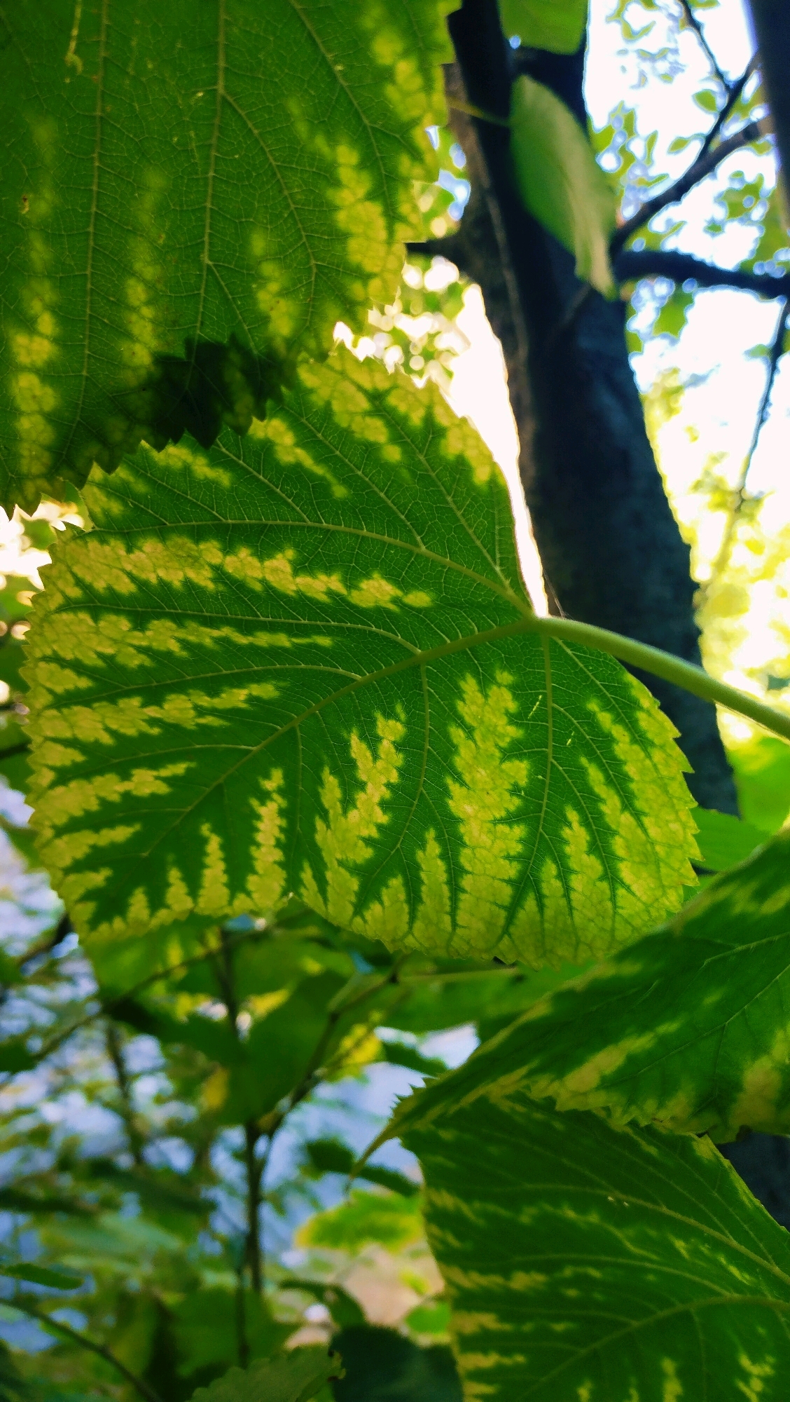 A close-up shot captures a vibrant green leaf with striking yellow variegation, its serrated edge clearly visible against a blurred backdrop of trees and sky. The leaf is positioned in the foreground, with other foliage and a dark tree trunk also out of focus behind it. The lighting suggests a bright, sunny day, with sunlight filtering through the leaves and creating a dappled effect. The scene is likely set outdoors in a natural environment, possibly a park or garden within the city of Horishni Plavni, Ukraine. No people or specific actions are depicted.