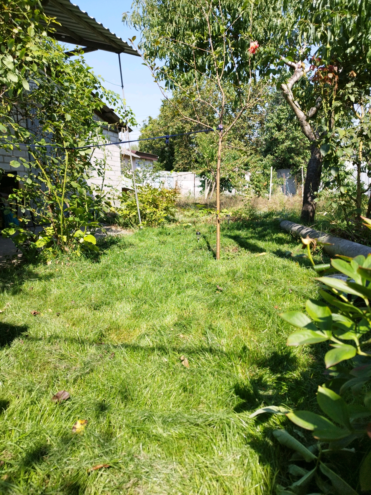 The image depicts a sunlit backyard scene with a focus on lush green grass. A light-colored brick building with a corrugated metal roof extension is visible on the left, partially obscured by dense green foliage. A slender tree stands in the middle of the lawn, supported by a thin wooden stake. To the right, a mature tree trunk with gnarled branches is present, and further back, a grey concrete pipe lies on the grass. The background shows more trees and a fence, suggesting a residential area. The environment is outdoor, with bright sunlight casting shadows on the grass, indicative of a clear day. No people or animals are present in the frame. The setting is a suburban backyard, likely in Dnipro, Ukraine, given the architectural style and vegetation.