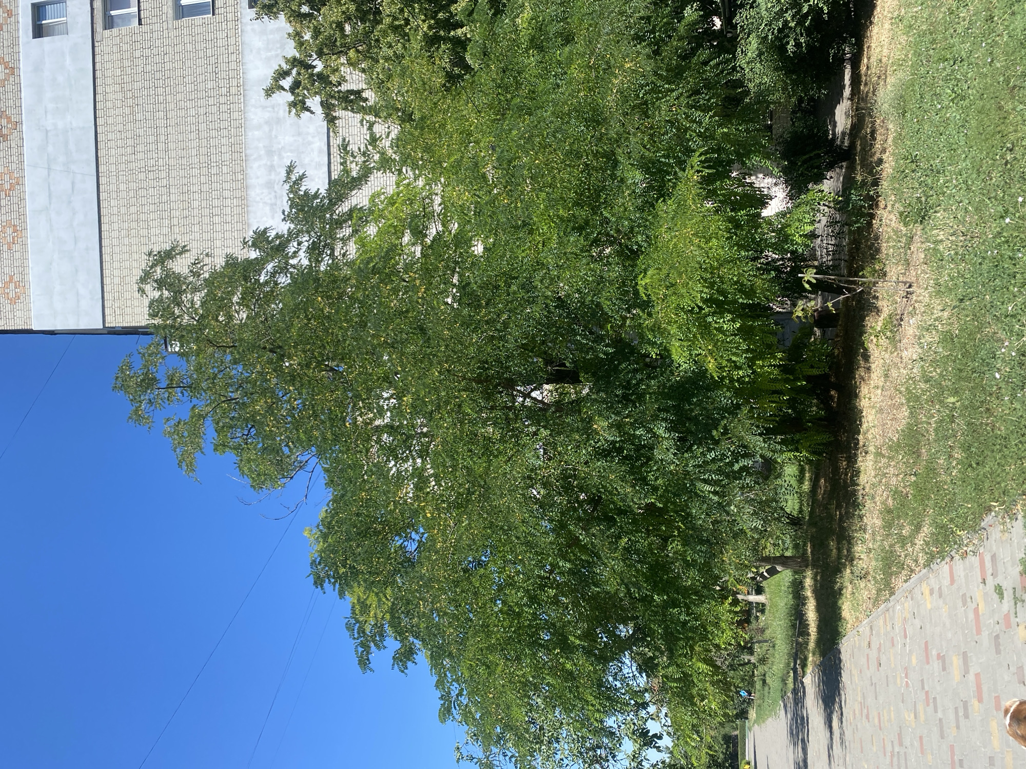 The image shows a large, leafy green tree in front of a multi-story building with a light-colored brick facade and horizontal light blue bands. The tree has a dense canopy of small, oval-shaped leaves. A paved walkway made of rectangular concrete tiles in varying shades of gray, pink, and yellow runs along the left side of the image, bordered by dry grass and some scattered green vegetation. Overhead, power lines stretch across a clear blue sky. The building appears to be an apartment complex. This scene is typical of an urban environment in the city of Chornomorsk, Ukraine, likely on a sunny day. There are no people clearly visible in the frame, though a hint of a dog's head is visible at the bottom left corner.