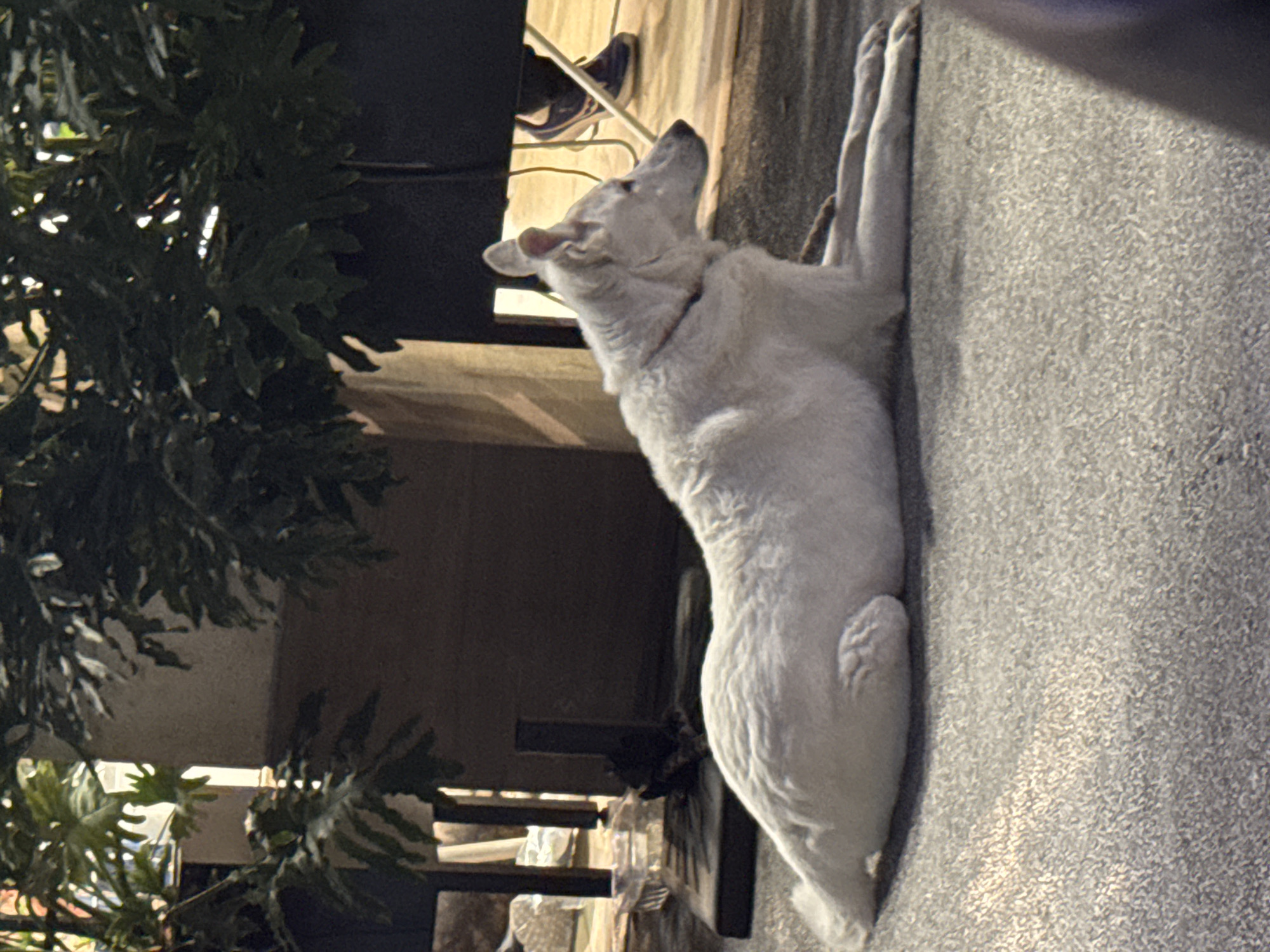 A white dog is lying on a concrete surface. The dog is oriented along the vertical axis of the image. The dog has its head raised and is looking upwards. To the left of the dog, there is a green, leafy plant and a chair. The context and setting of the image are suggestive of a public or residential area, possibly located in Ramat Gan, Israel. However, without additional markers or location-specific signs, confirming the exact location is impossible.