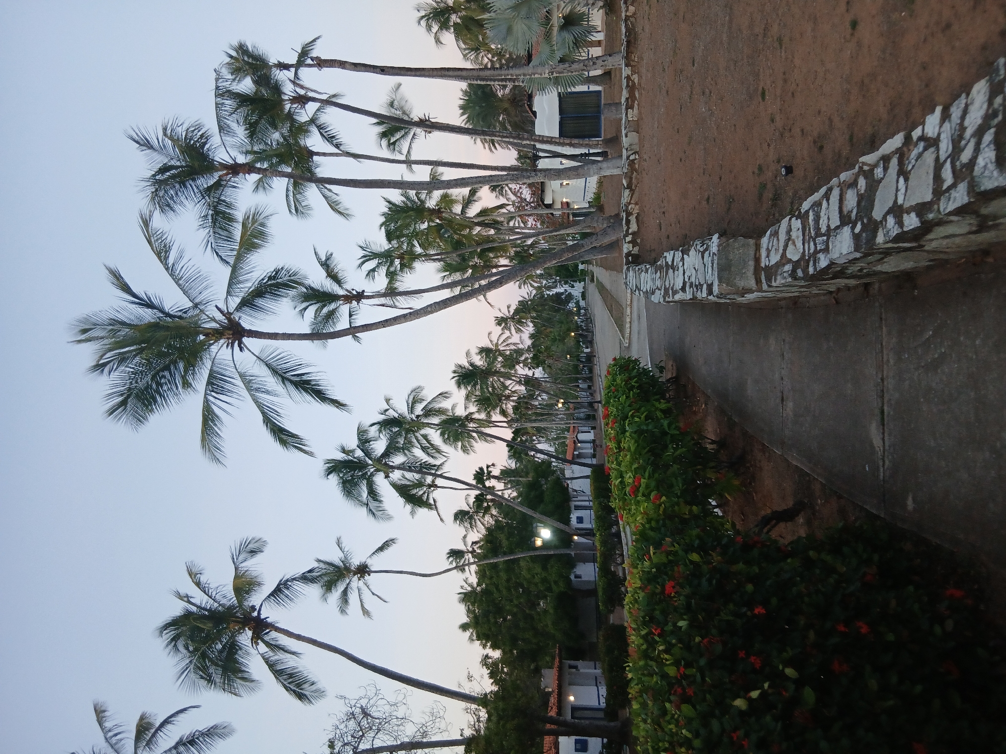 The image depicts a street view in Playa El Agua, Venezuela, characterized by numerous palm trees lining the roadside. The perspective is from ground level, looking along the street with a row of palm trees on the left side and a stone wall on the right, separating the street from an adjacent area. The foreground includes a concrete walkway with a dense hedge of green plants featuring small red flowers growing along it. In the background, there are white buildings, additional trees, and streetlights interspersed among the palm trees. The sky above is a pale gradient, indicating either dawn or dusk.