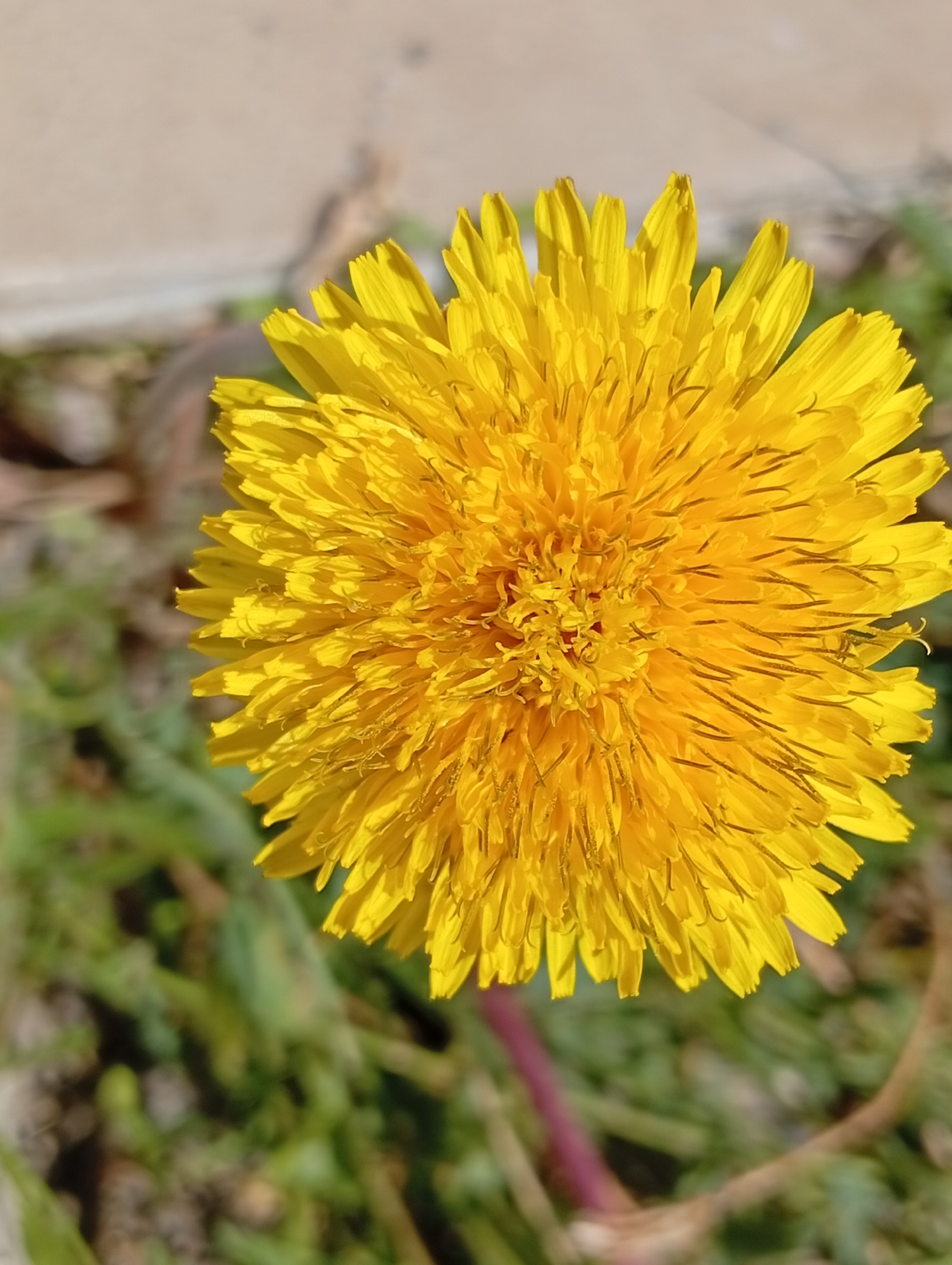 A close-up, overhead shot captures a bright yellow dandelion flower in full bloom, dominating the center of the frame. The flower's petals are slender and pointed, radiating outwards from a densely packed, slightly darker center. Hints of brown can be seen within the center and along the edges of some petals. The background is a soft blur of green foliage and a light-colored, textured surface that appears to be concrete or pavement. A reddish-purple stem is visible at the bottom of the frame, partially obscured by the flower. The lighting suggests it is daytime, with natural light casting subtle shadows and highlighting the texture of the petals. The scene appears to be outdoors, in a natural or semi-natural environment.