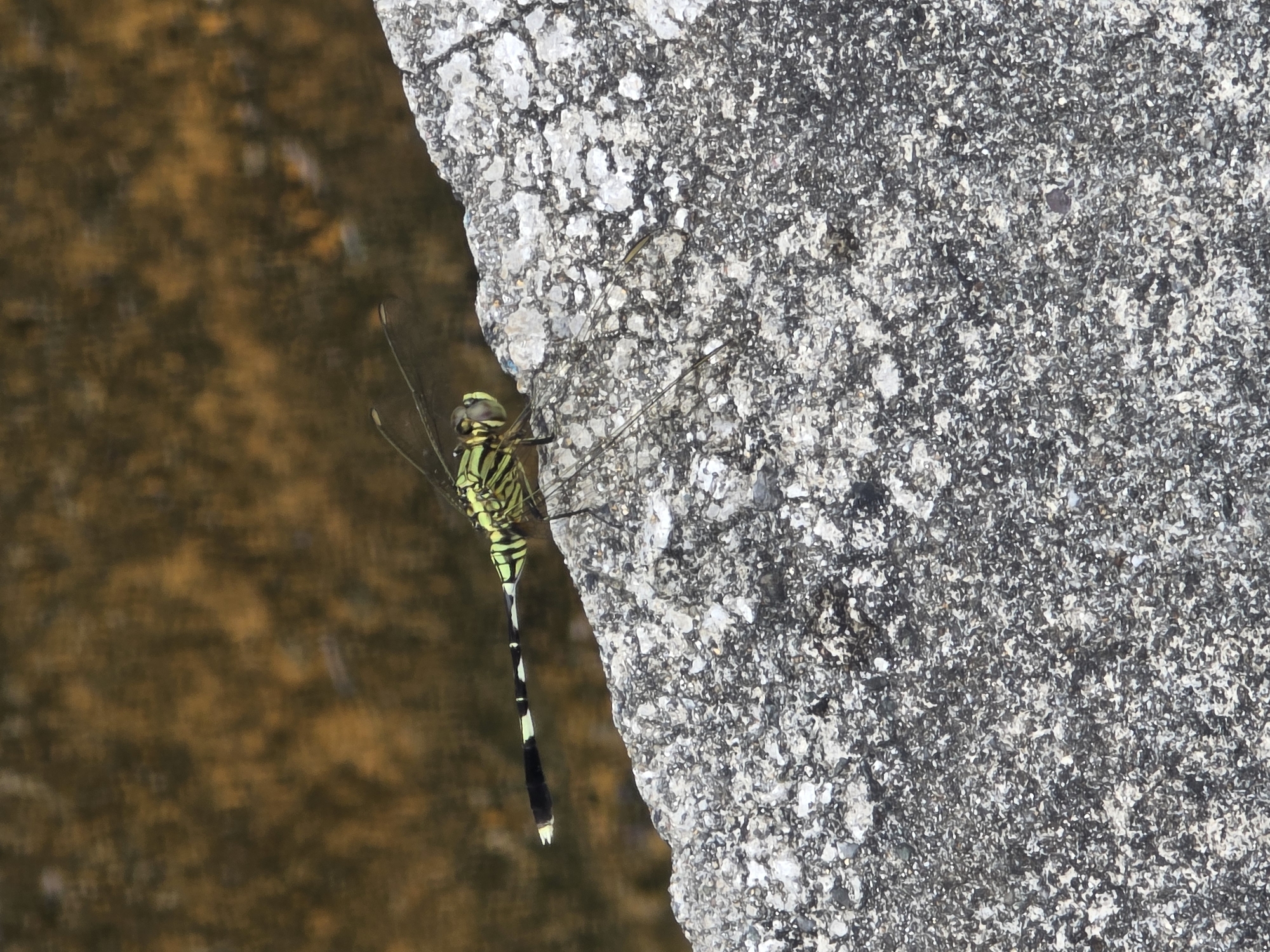 An adult male dragonfly with vibrant green and black markings is perched on a rough, grey, concrete surface. The dragonfly is facing left, with its delicate, translucent wings extended. Its long, segmented abdomen displays alternating bands of black and bright green, with a black tip. The background consists of a blurred expanse of murky brown water, suggesting it is located near a body of water. The scene appears to be an outdoor environment in an unknown location within Indonesia.
