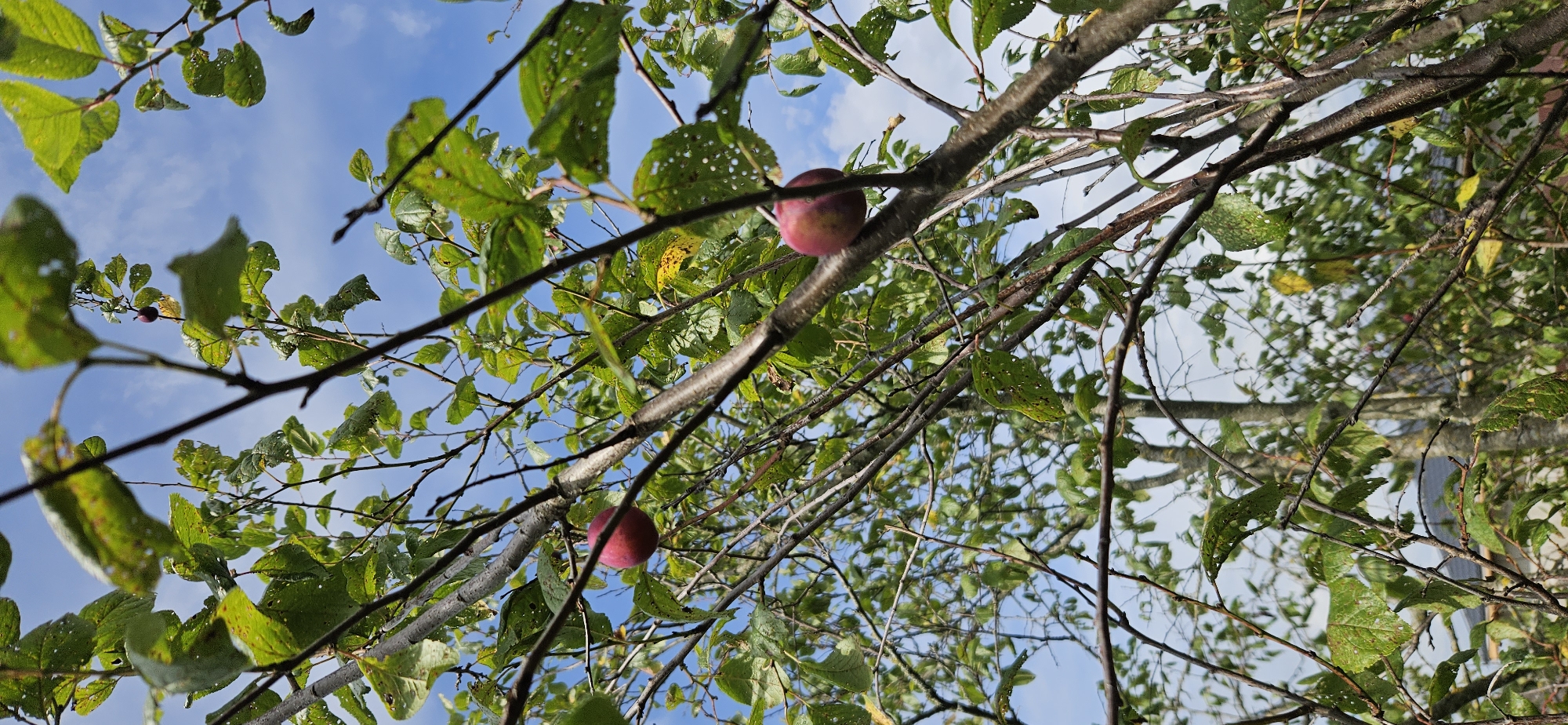 A close-up, low-angle shot captures a plum tree laden with ripe fruit against a backdrop of a cloudy blue sky. Two prominent, red-skinned plums are visible, one hanging from a branch on the left and another on the right. The tree's branches, dark and slender, are densely covered with green leaves, some of which show signs of damage or disease, with small holes and yellowing patches. The overall impression is one of a natural, uncultivated setting, likely in a rural area. The image quality is decent, with good detail and color saturation. The setting is described as being in the village of Mazalava, part of the Mazalava rural council in Belarus.