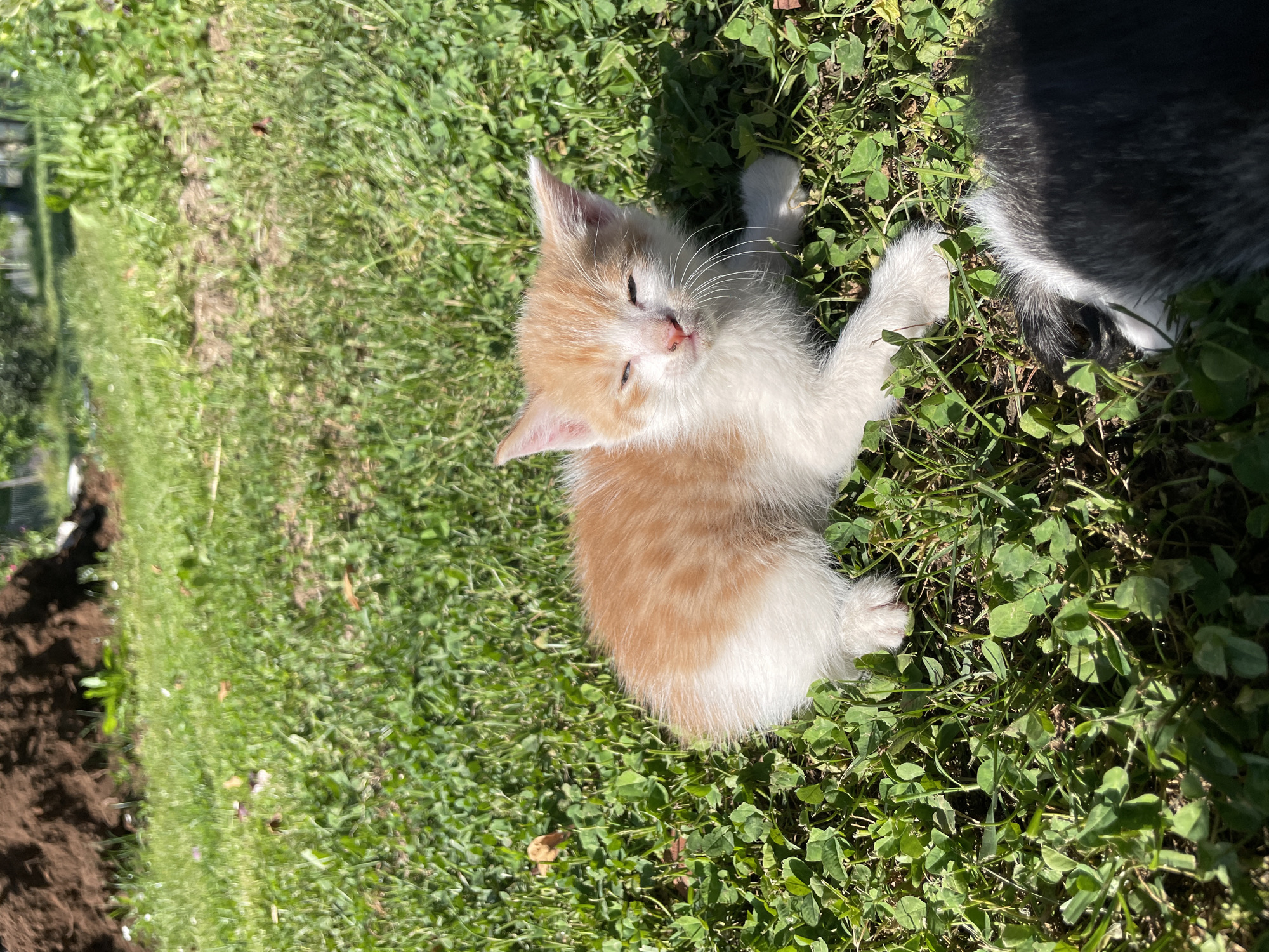 A small, ginger and white kitten is captured lying on its side amidst lush green clover-like grass under bright sunlight. The kitten, with distinct orange patches on its back and head, and white fur on its face, chest, and paws, appears to be dozing or resting peacefully, with its eyes partially closed. Its delicate pink nose and long white whiskers are visible. To the right of the kitten, the lower body and tail of another animal, possibly a larger cat or a dog, with dark grey/black and white fur, are partially visible, suggesting companionship or proximity. The sun casts strong shadows, indicating a clear, sunny day, likely morning or afternoon. In the background, to the far left, a patch of disturbed dark brown earth or soil is visible, contrasting with the vibrant green of the grass. The overall scene conveys a serene and natural outdoor setting in Sladojevo Kopito, Montenegro. No text is visible in the image.