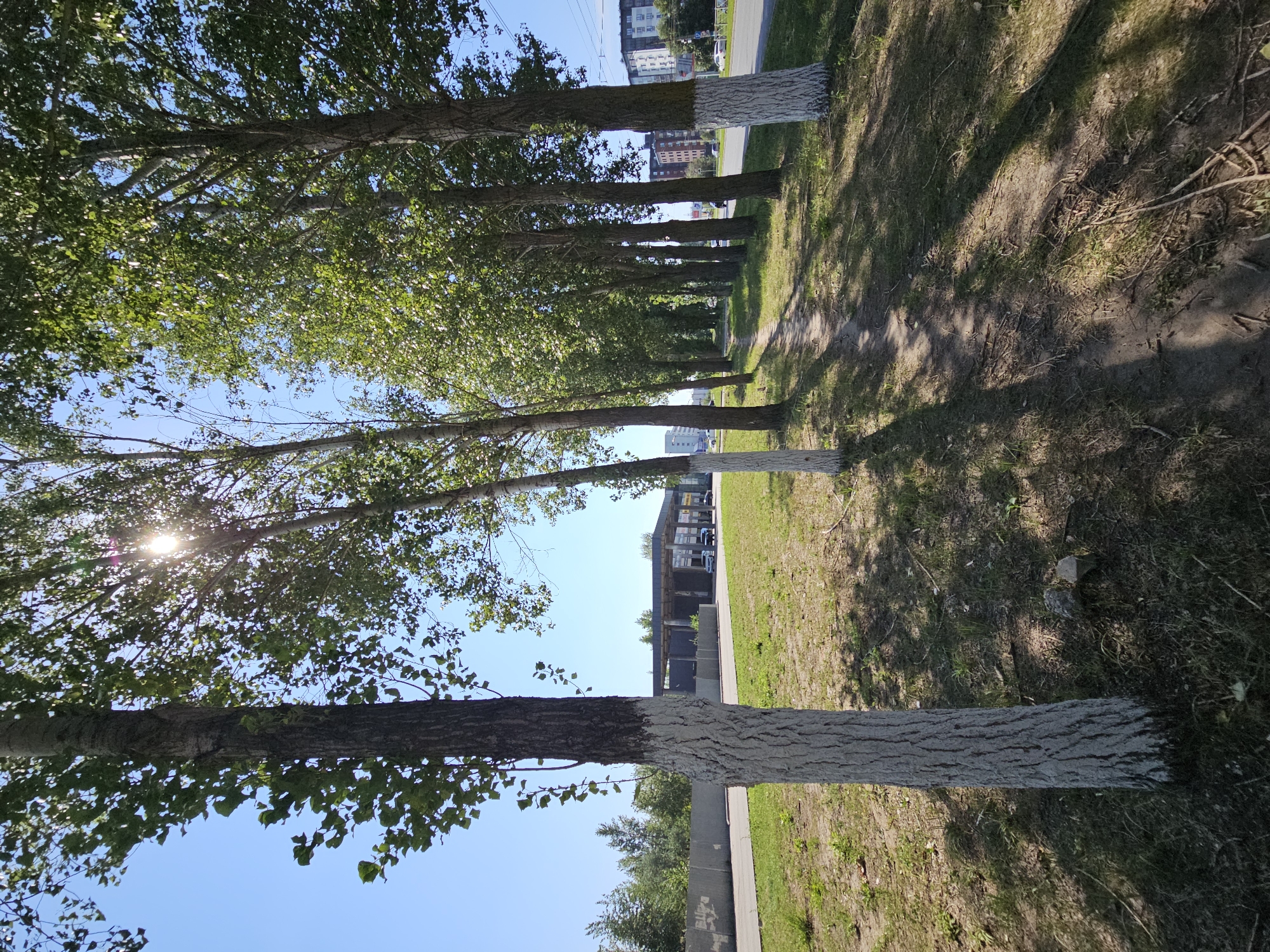 The image depicts a tree-lined path alongside a road in Ulyanovsk, Russia. Tall trees with white-painted lower trunks stand on the left side of the path, casting shadows on the grassy ground and the dirt path itself. The path curves into the distance, flanked by more trees. In the background, to the left, is a modern building complex with a covered area and several vehicles, possibly a gas station or commercial establishment. Further in the distance, apartment buildings are visible. The sky is clear and blue, with the sun shining through the leaves of the trees, creating lens flare. The scene appears to be a sunny day in an urban or suburban environment.