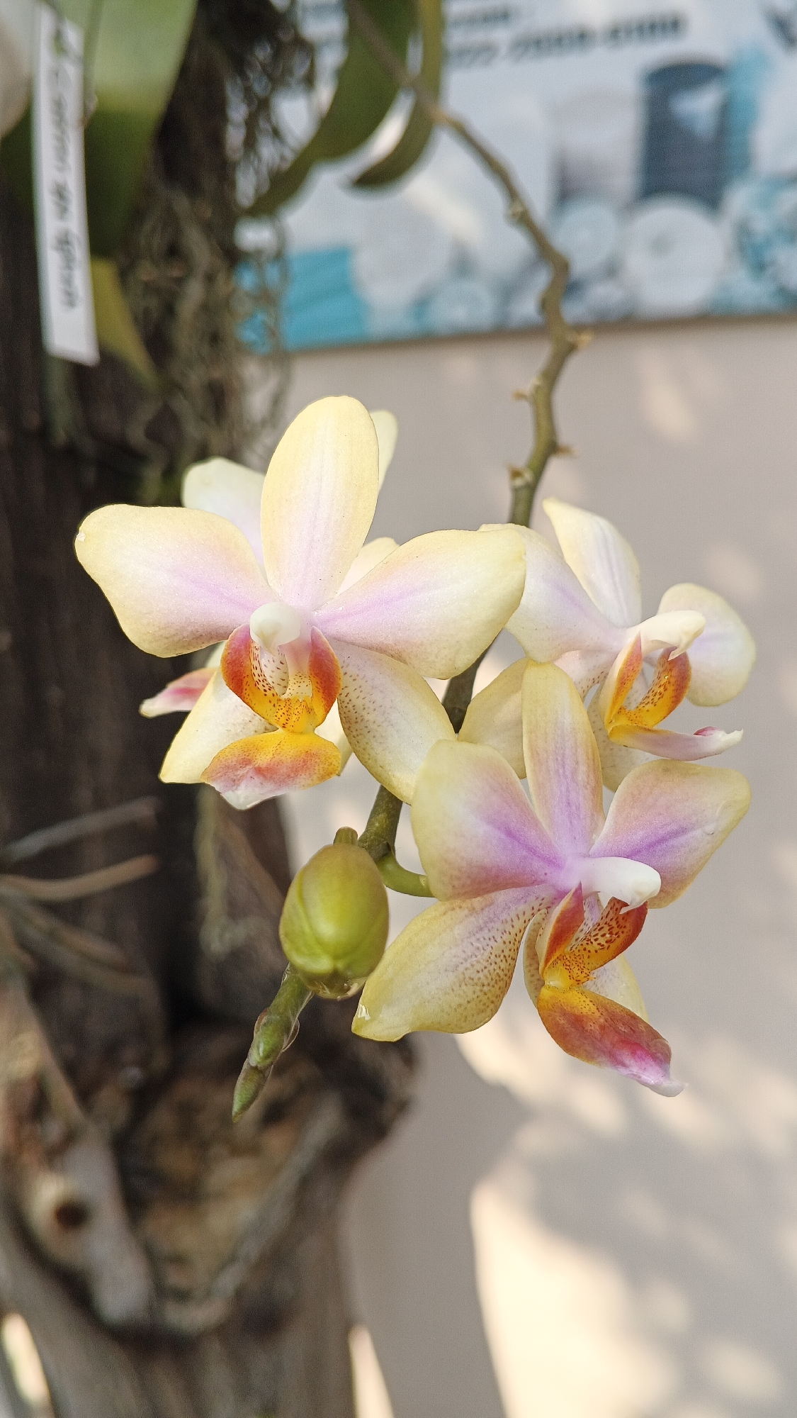 The image displays a cluster of pale yellow and pink orchids in bloom, with one green bud also visible on the stem. The flowers have intricate details, with orange and red accents in their centers and speckled patterns on their petals. The orchids are growing on a branch, which is attached to a darker, textured surface that appears to be bark or wood. In the background, there is a light-colored wall with a blurred image or poster on it, featuring shades of blue and white. The lighting suggests an outdoor setting, with dappled sunlight creating shadows on the wall. The presence of the orchids and the general environment indicate this photograph was likely taken in a garden or a botanical setting within Ambarketawang, Indonesia, a location known for its natural beauty and agricultural areas, potentially at a local nursery or someone's private garden. There are no people or animals visible in the frame.