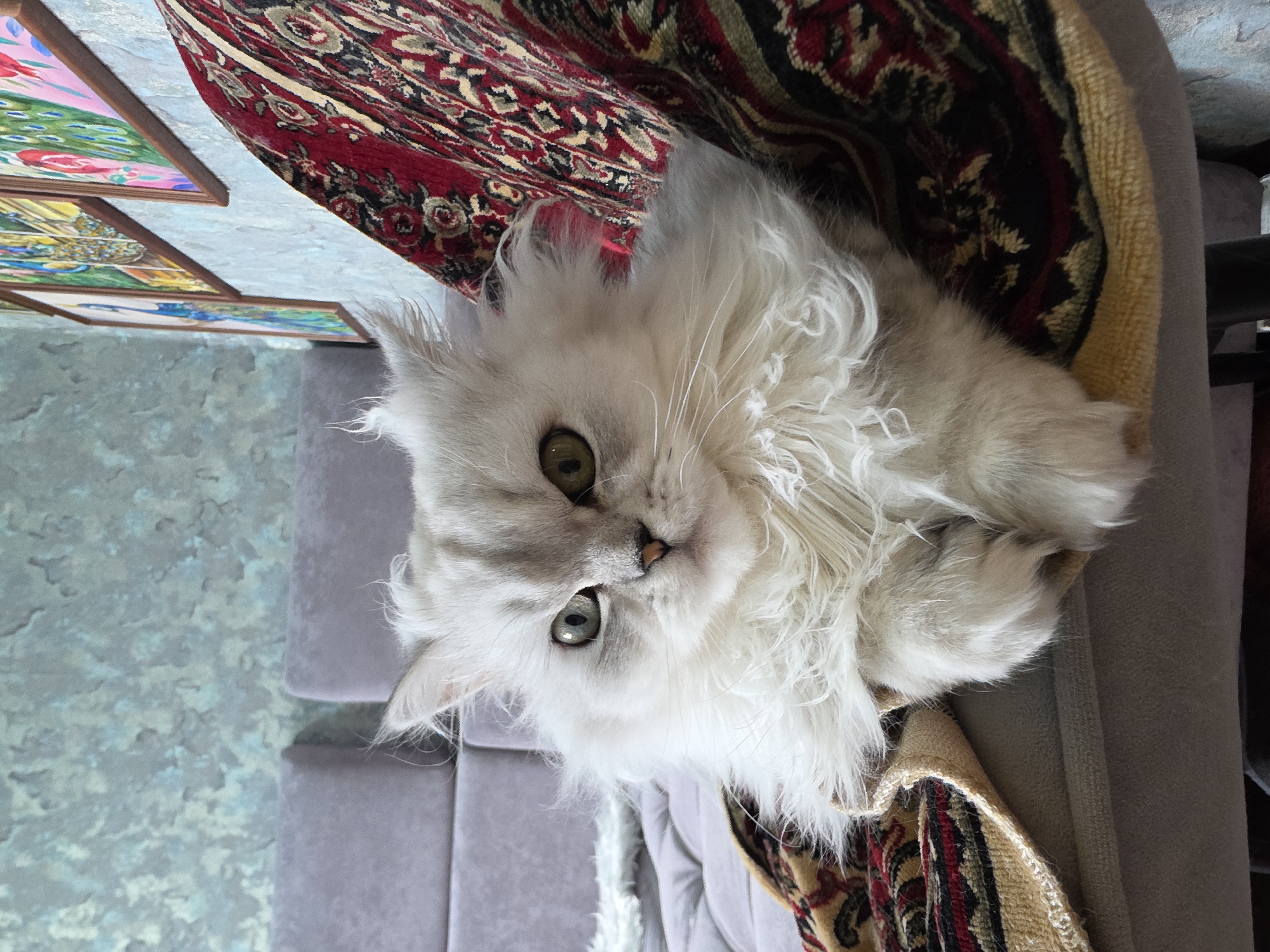 A fluffy white cat with green eyes is sitting on a couch. The cat is partially covered by a red and yellow patterned rug. In the background, there is a textured blue wall with framed artwork. The scene appears to be indoors, possibly in a living room. The specific location in Novocheboksarsk, Russia, cannot be determined from the image alone.