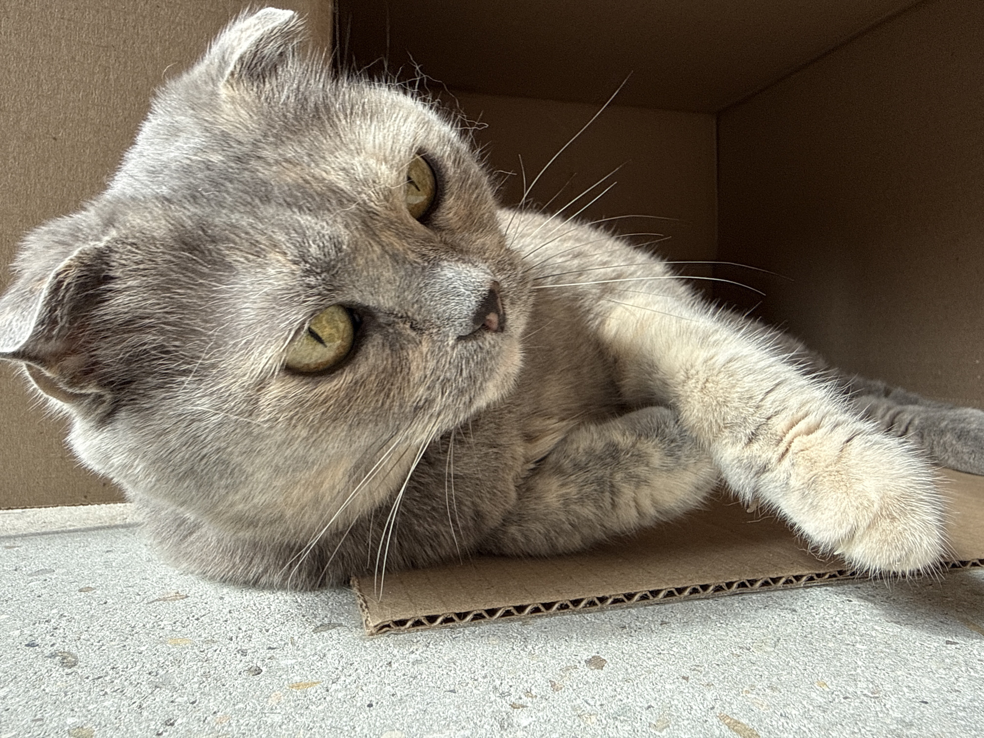 A Scottish Fold cat with grey and cream fur is lying in a cardboard box. The cat's head is turned to the right, and its green eyes are looking to the side. One of its paws is extended forward. The box appears to be made of corrugated cardboard and is placed on a concrete surface. The background is the interior of the box, which is also made of cardboard. The scene is indoors, possibly in a home or storage area. There are no people or other animals visible in the image. The lighting suggests it is daytime.