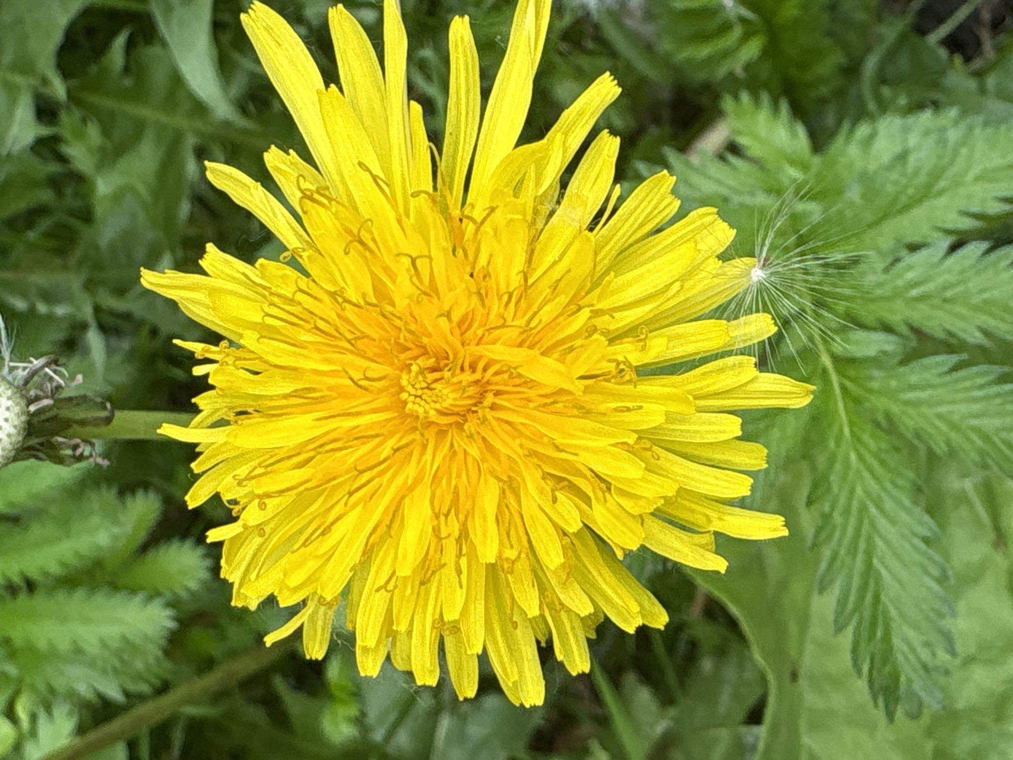 The image is a close-up, top-down shot of a bright yellow dandelion flower in full bloom, set against a background of green foliage. The dandelion's petals are numerous and radiate outwards from a central disk. Some of the petals are slightly curled or bent, showing their delicate texture. In the upper right quadrant of the image, a faded, seed-bearing dandelion head is visible. Below the flower, on the left side, are sharply defined green leaves with serrated edges. To the right of the flower, a single, feathery dandelion seed stalk is prominent, with fine white filaments extending from a central point, suggesting the flower has gone to seed in parts. The overall scene is one of nature, likely in a park or garden. There are no people or man-made objects in the frame. The lighting suggests it is daytime, with soft light illuminating the flower. No specific location in Saint Petersburg, Russia can be determined from the image itself.