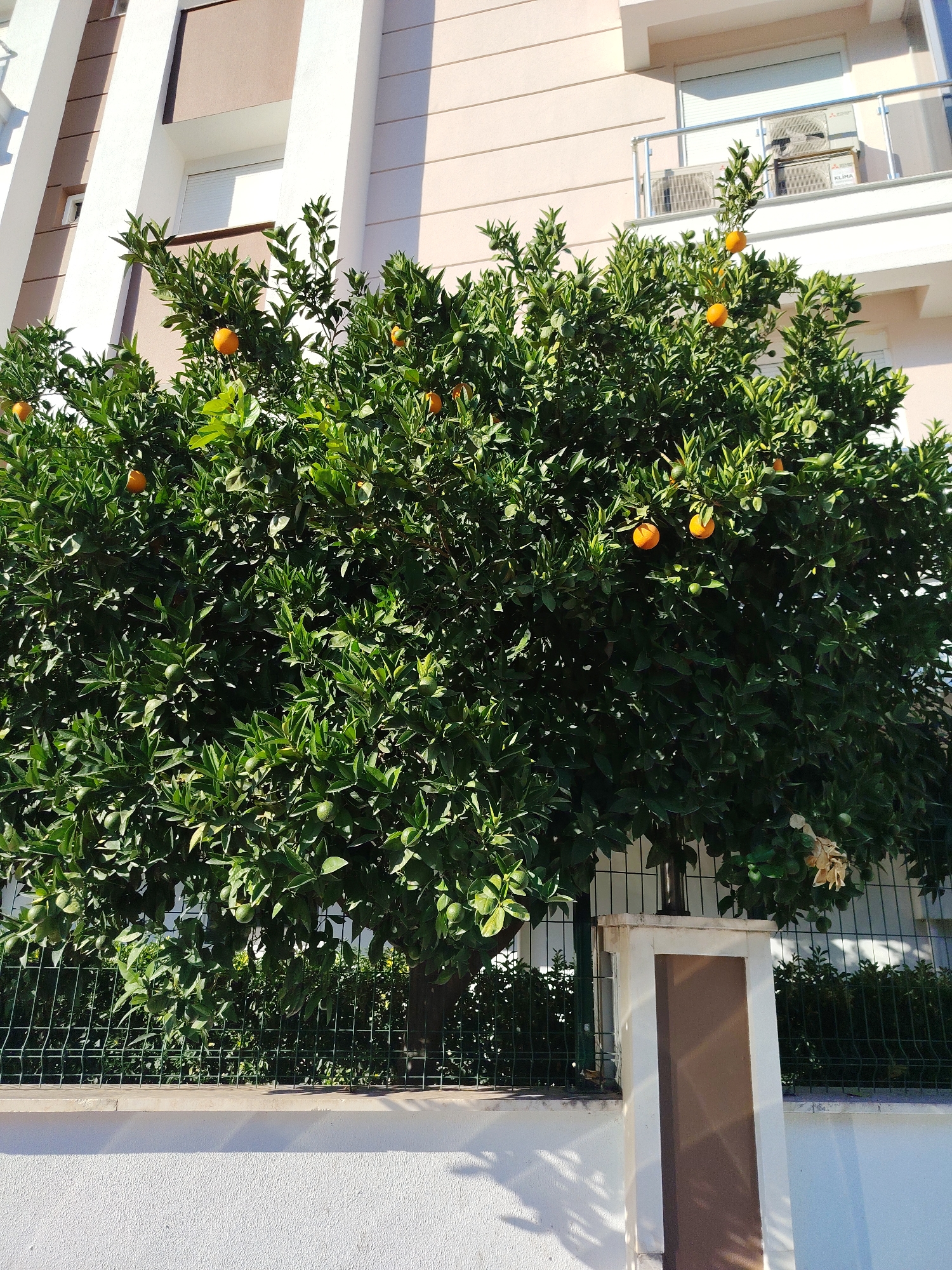 This is an eye-level, medium shot photo of a mature orange tree laden with fruit, in front of a modern building. The tree, with its dark green leaves and abundant bright orange fruits, is the primary subject. Several unripe green citrus fruits are also visible amongst the leaves. Behind the tree, a multi-story building with light beige and white sections rises, featuring balconies with glass railings and air conditioning units. The scene is bordered at the bottom by a low white wall and a dark green wire fence. The location is identified as Konyaaltı, Turkey, suggesting an urban or semi-urban setting. The lighting suggests it is daytime, with sunlight casting distinct shadows. There are no people visible in the frame.