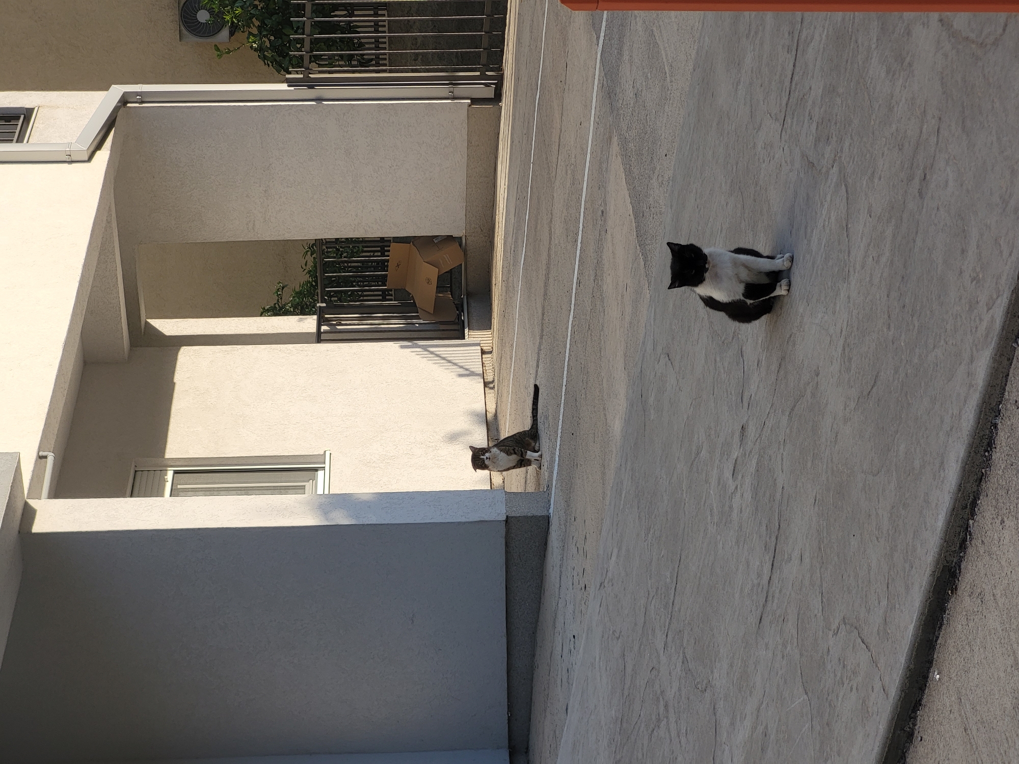 The image shows an outdoor scene in an urban environment. Two cats are present, one black and white and the other grey and white. They appear to be on a concrete surface next to a building with a multi-story structure. The building is light-colored. A fenced balcony with an open cardboard box is also visible. The location is likely Budva, Montenegro.