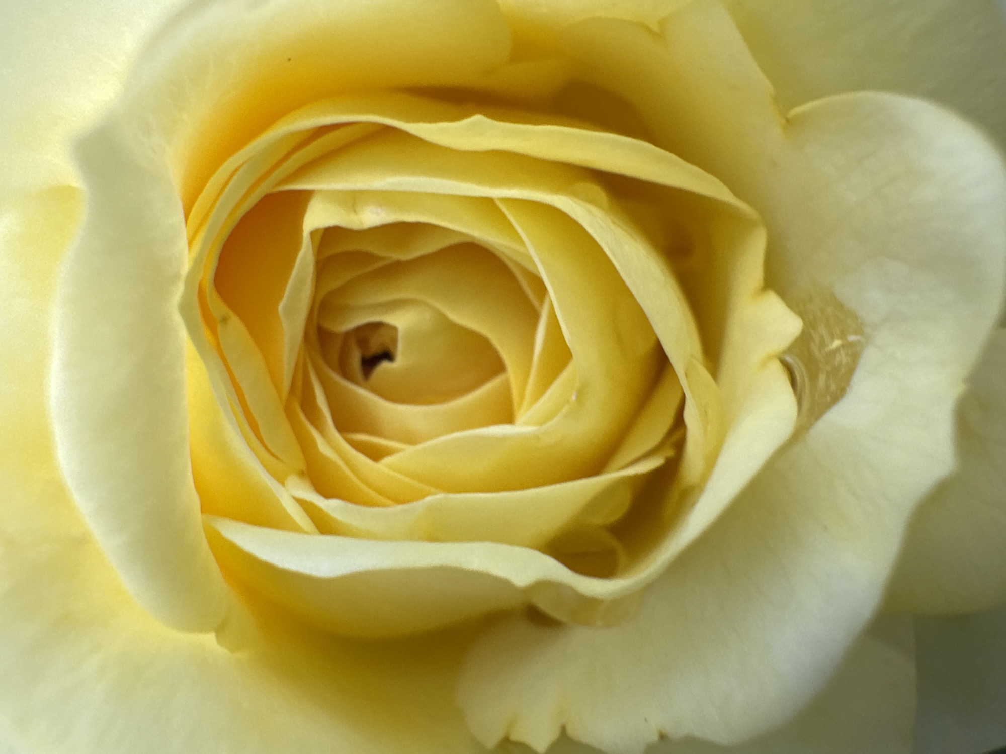 The image is a close-up, macro photograph of the center of a yellow rose. The petals are tightly unfurled, revealing a spiraling pattern towards the core of the bloom. The lighting is soft, highlighting the delicate texture and subtle variations in color of the petals, which range from a pale, creamy yellow on the outer edges to a more vibrant, golden yellow towards the center. There are no people, animals, or man-made objects visible in the frame. The scene is purely botanical. The image does not contain any information that could indicate its location in Pănășești, Moldova, or any other specific geographical place.