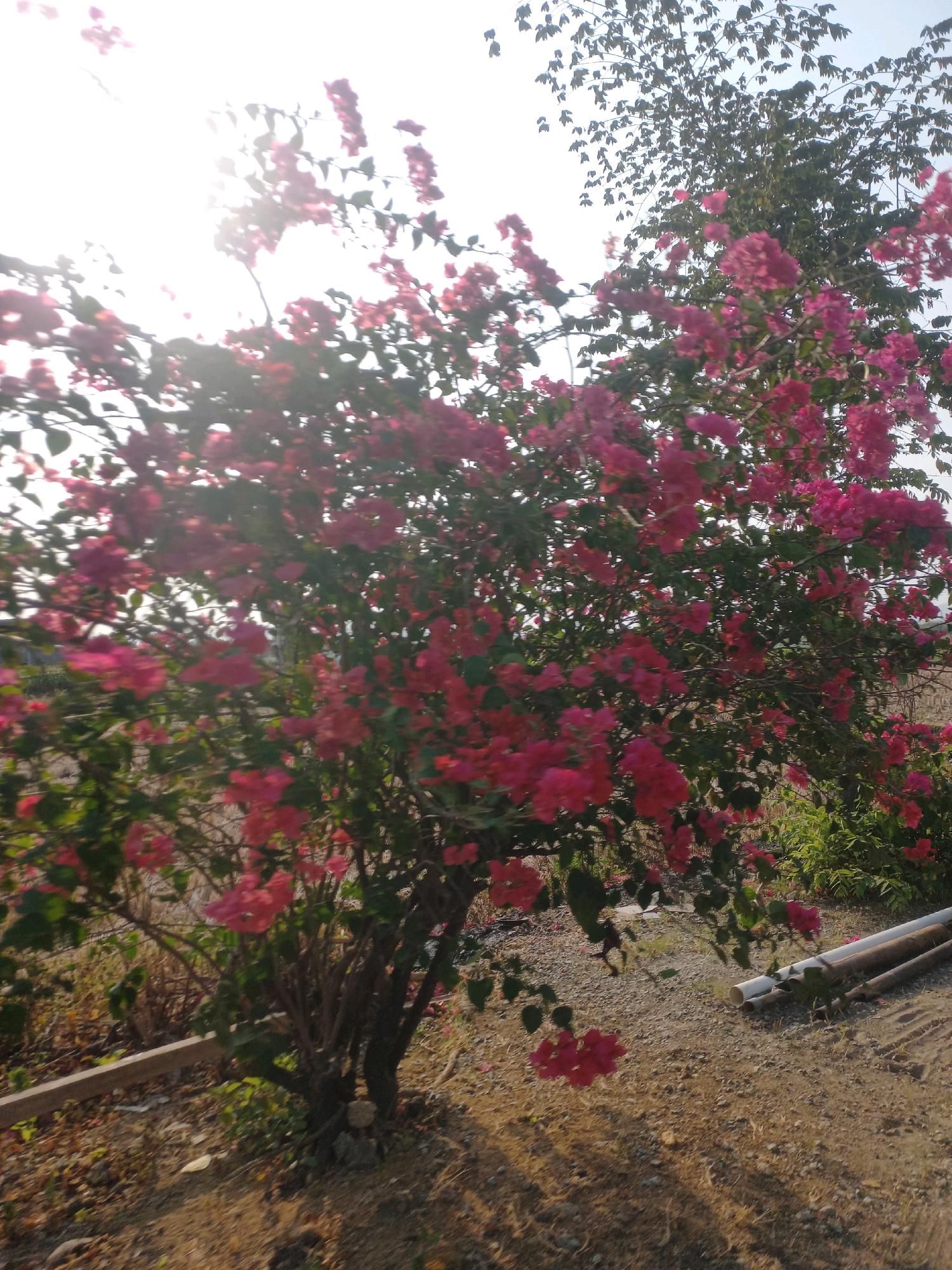 The image displays a vibrant bougainvillea bush in full bloom with bright pink flowers, situated outdoors in Baturetno, Indonesia. The bush is dense with numerous clusters of flowers and green leaves, casting shadows on the dry, gravelly ground. In the background, another tree with smaller leaves is visible, and the sky is bright with the sun's glare, suggesting it is daytime. Two cylindrical objects, possibly pipes, are placed on the ground to the right of the bush. The overall scene depicts a natural setting with signs of human presence in the form of the pipes.