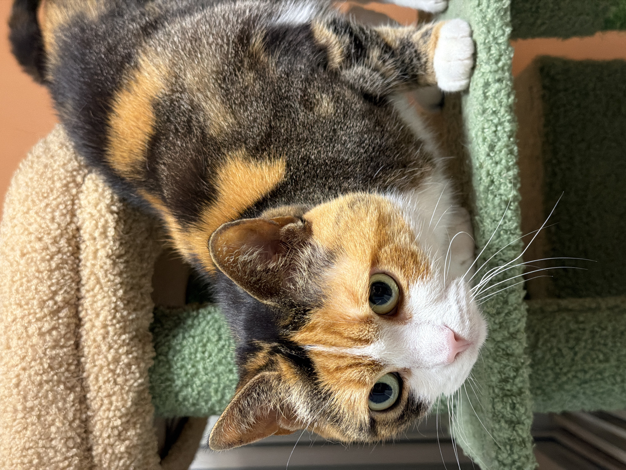 This media file captures a close-up of a calico cat looking directly at the camera. The cat's fur displays a striking pattern of black, orange, and white patches. Its large, round eyes are a vibrant green, wide open and conveying a sense of curiosity or playfulness. A delicate pink nose and prominent white whiskers adorn its white muzzle. The cat is positioned on a cat tree, resting on its back or side, with its head tilted to gaze downwards towards the viewer. The cat tree features textured, plush materials in two colors: a beige section on the left and a green section on the right, where one of the cat's white and orange-marked paws is visible. The background is softly blurred, showing warm, earthy tones indicative of an indoor setting, likely a home, with bright, natural lighting. Although no specific location cues are visible within the image, the provided context indicates the photograph was taken in Tel-Aviv, Israel. There is no visible text in the media.