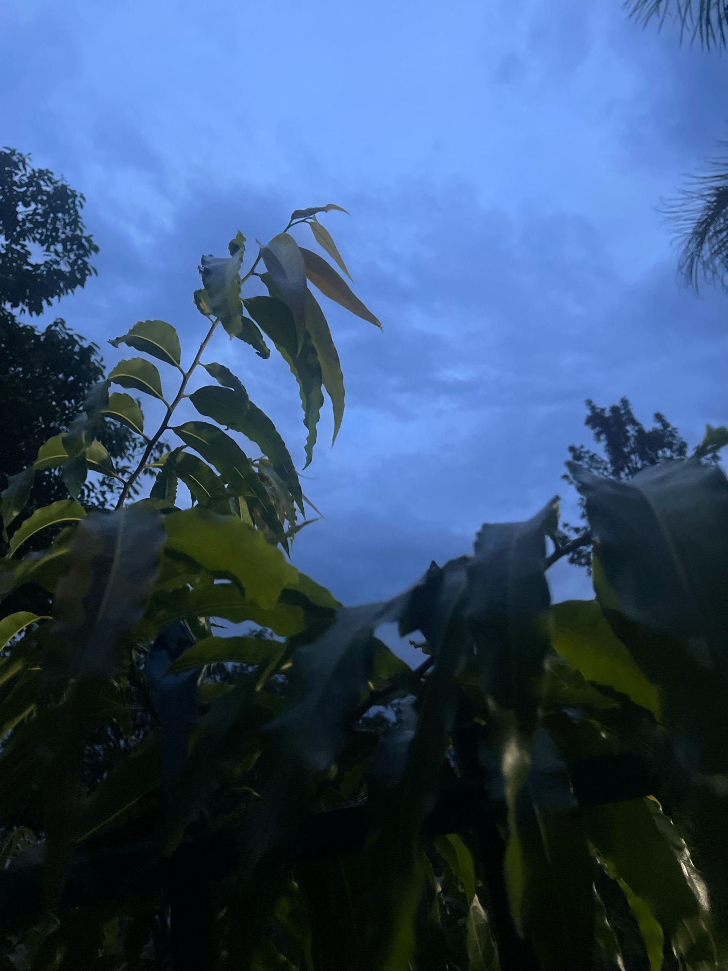 The image shows a close-up view of green leaves against a twilight sky in Kisumu, Kenya. The sky is a deep blue with scattered clouds, suggesting it is either early morning or late evening. The leaves are lush and vibrant, with some appearing to be backlit by the fading light. In the background, the silhouettes of trees and possibly a palm frond are visible, adding depth to the scene. The perspective is from a low angle, looking upwards towards the sky. There are no people or objects clearly identifiable other than the foliage and the sky.