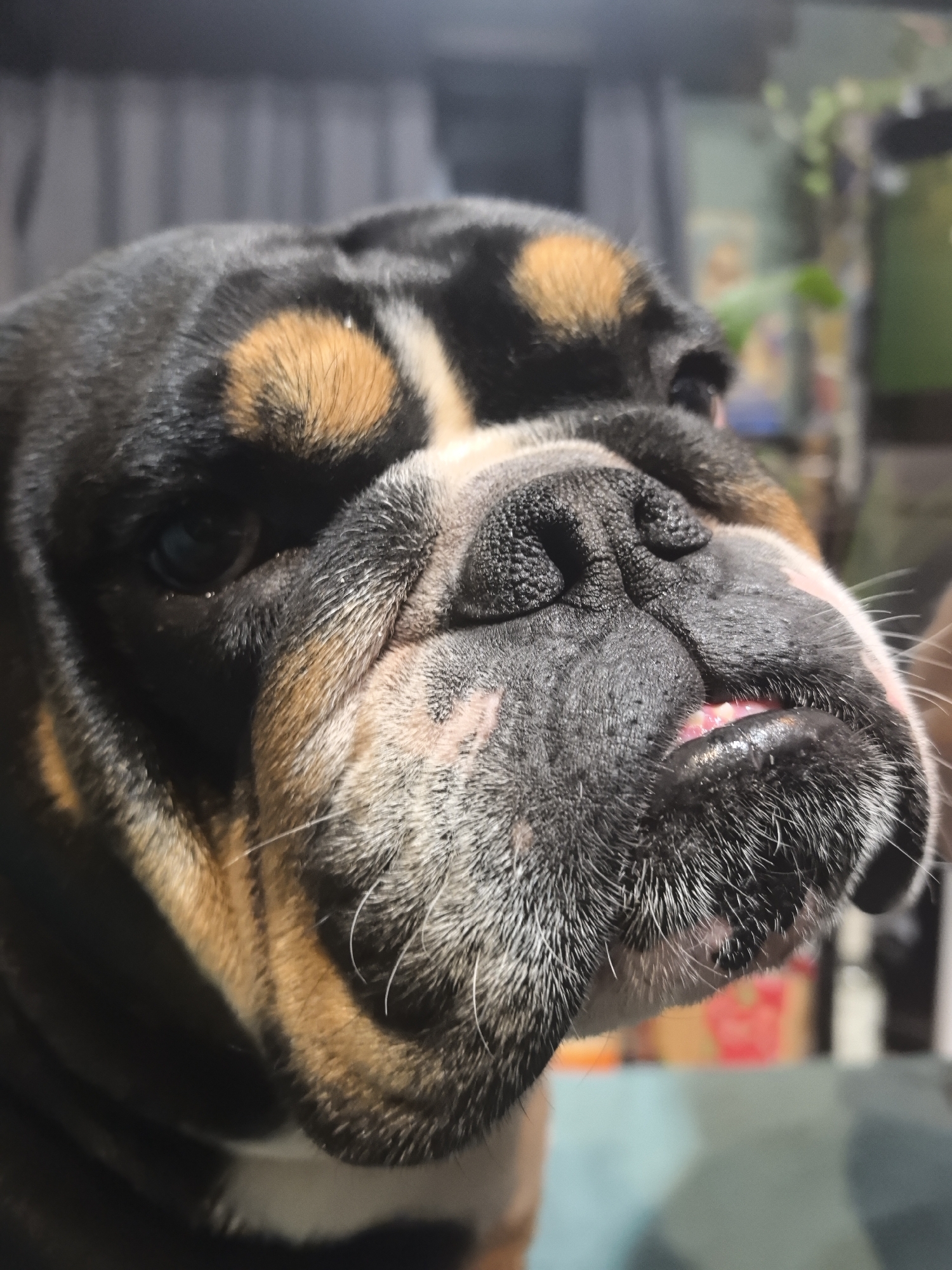 A close-up shot of an English bulldog's head, featuring a black, tan, and white coat. The dog has a wrinkled face, a black nose, and visible teeth. The background includes blurry objects, possibly interior decorations. The image provides no information about Noviy, Russia.