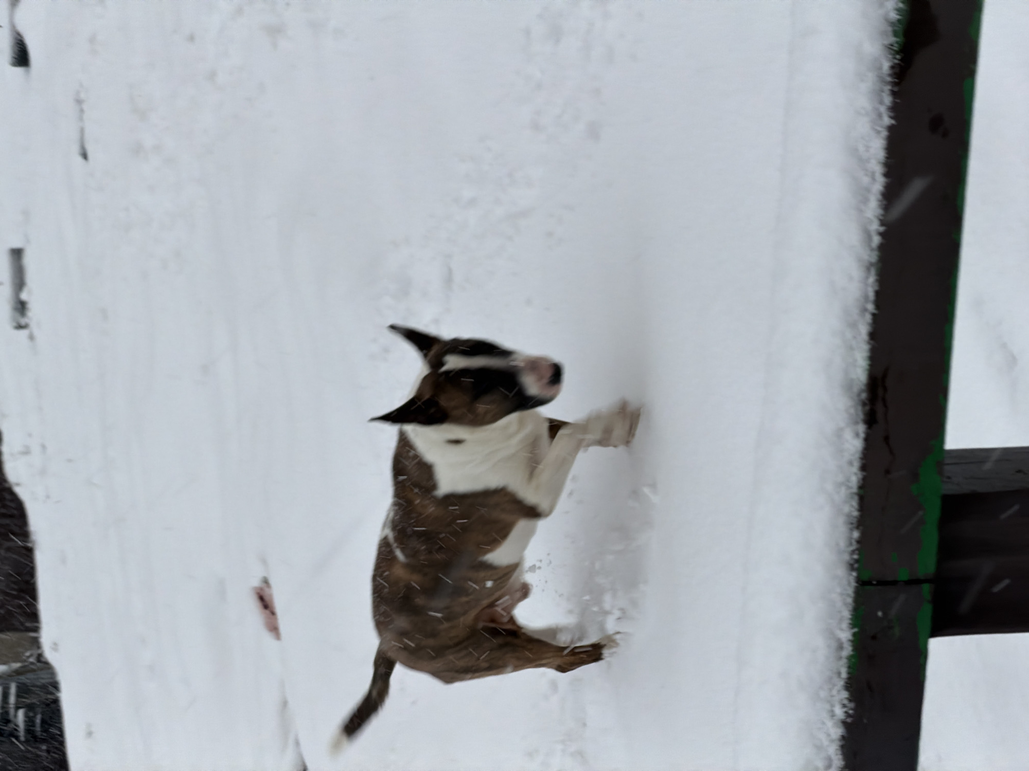 A brown and white Bull Terrier is leaping up a snow-covered white wall adjacent to a dark wooden fence in Chaikovsky, Russia. The dog's front paws are touching the wall, suggesting an attempt to climb. Snow is visible on the wall, fence, and ground, indicating a snowy environment.