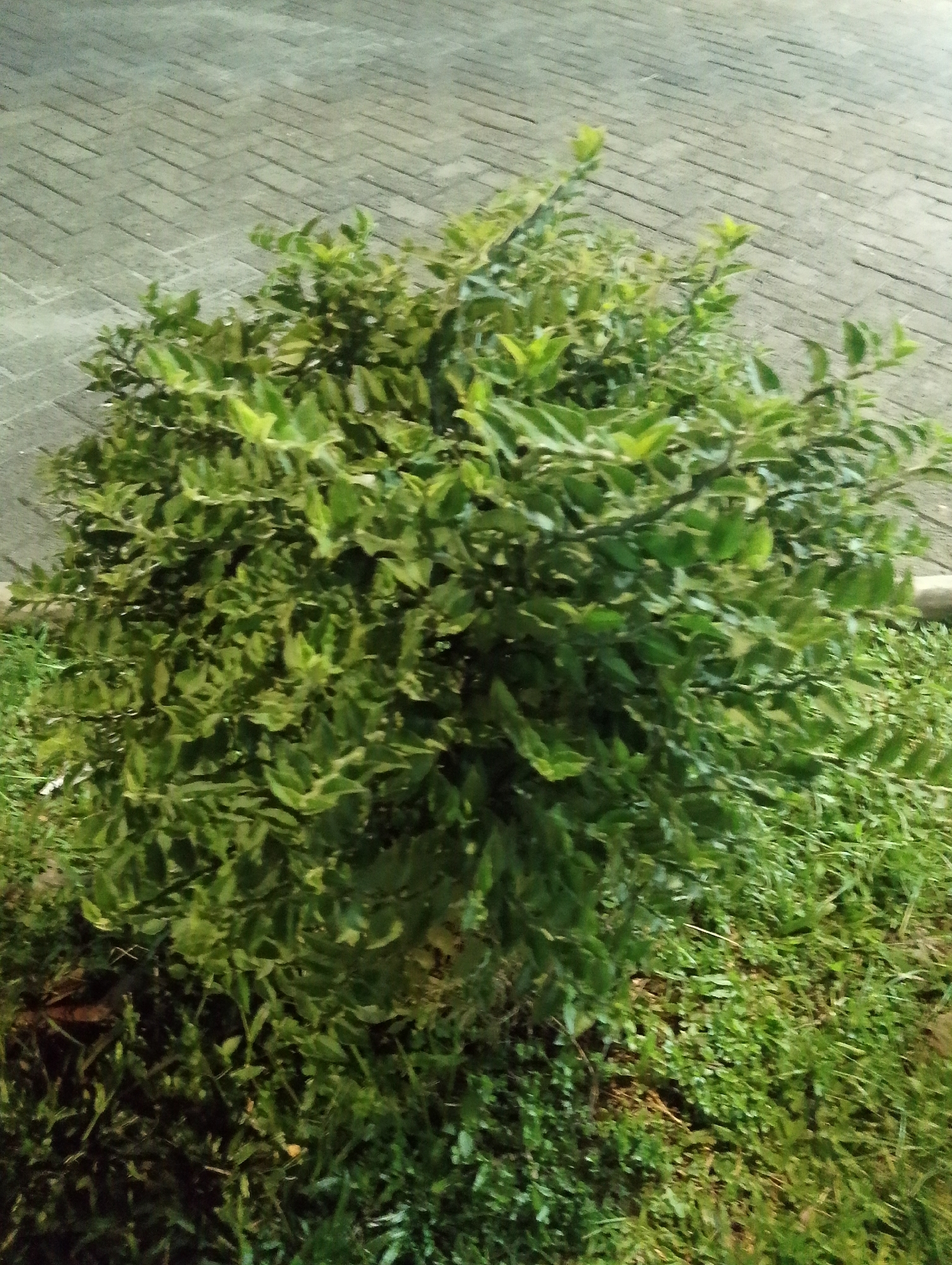The image shows a dense, leafy green bush situated on a paved surface of interlocking bricks, possibly a sidewalk or public walkway. The bush is centrally located and fills a significant portion of the frame, obscuring the ground directly beneath it. To the right and in the foreground, a patch of green grass is visible, with some dried leaves or debris mixed in. The lighting suggests it might be evening or nighttime, given the slightly muted colors and the way the paving stones are illuminated. The background consists of the continuation of the brick paving. The setting appears to be outdoors in an urban or semi-urban environment. Based on available information, this scene is located in the City of Pematang Siantar, Indonesia.