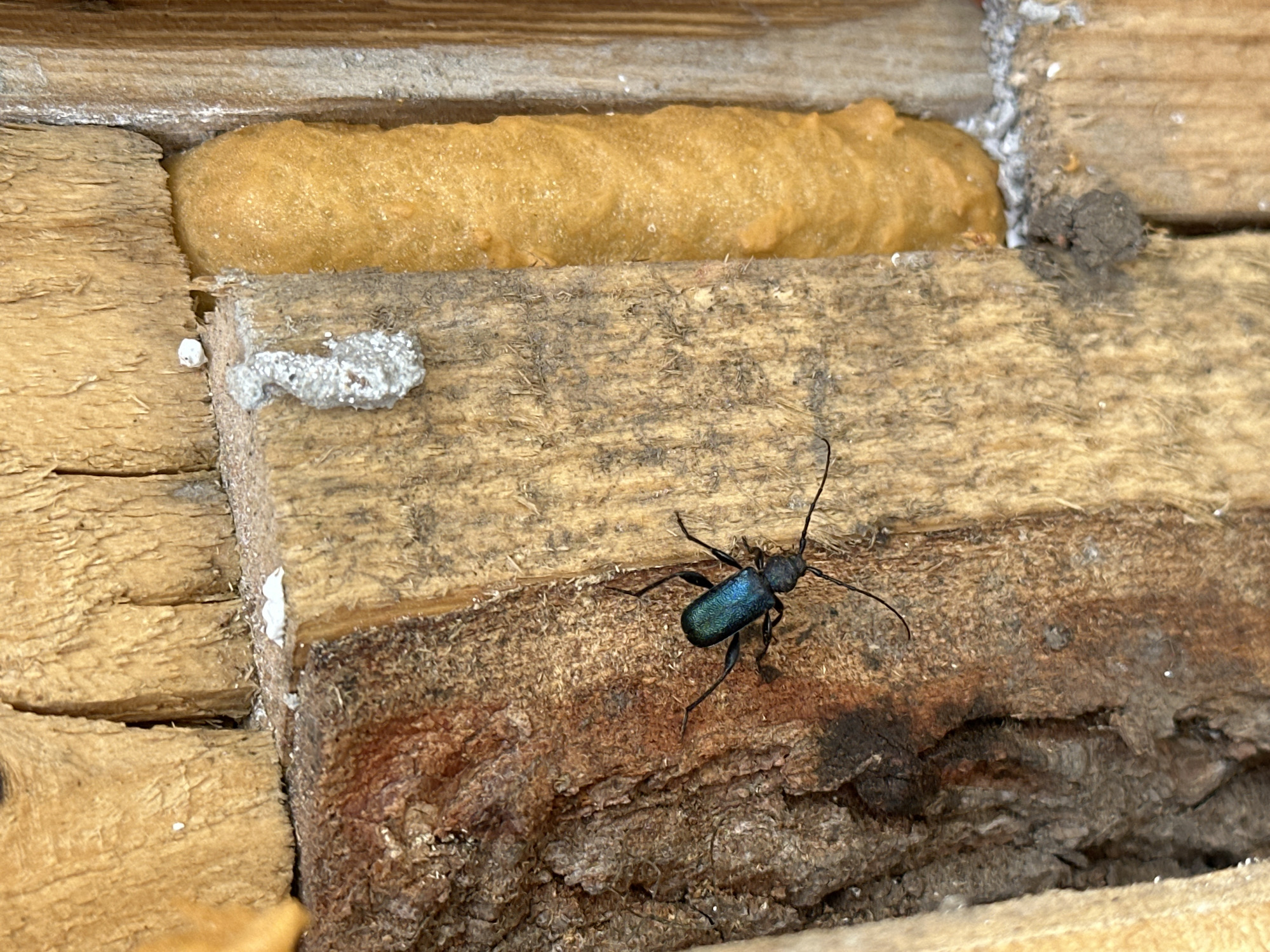 A longhorn beetle with a metallic blue-green body and black legs and antennae is positioned on weathered wooden planks. The planks are part of a structure, possibly a building or wall, and are interspersed with expanding foam sealant. Small amounts of what appears to be debris or dust are scattered near the sealant and wood joints. The location is Aprilovo, Bulgaria.