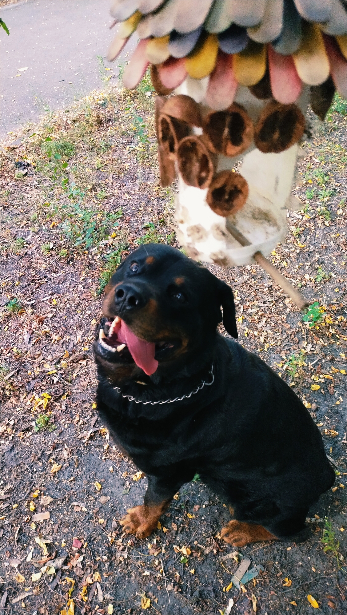 A Rottweiler sits on the ground, its tongue hanging out. The dog is facing forward and looking up. In the background, there is a birdhouse and a paved area. The ground is covered with leaves and debris. The image was taken in Horishni Plavni, Ukraine.