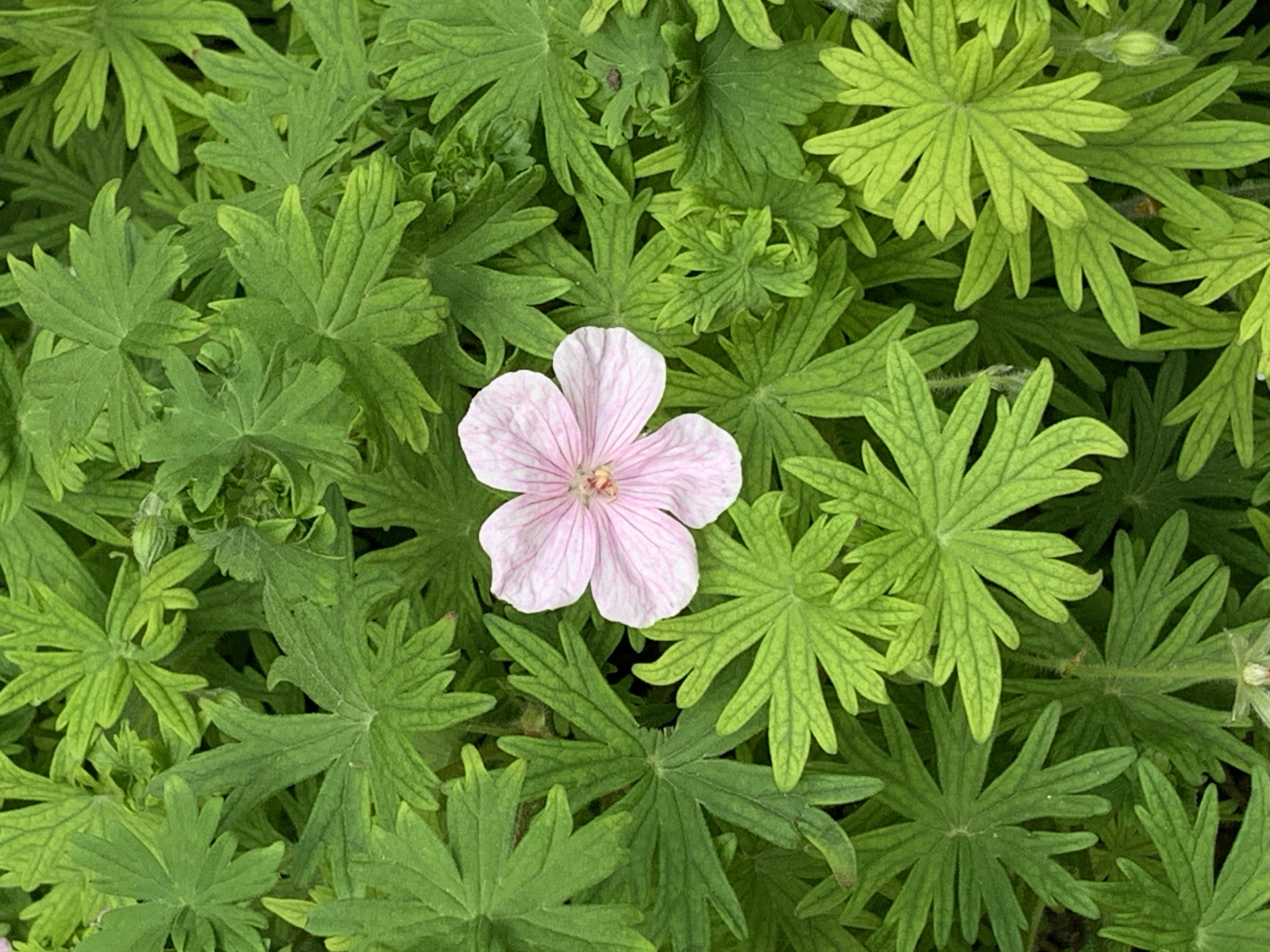 An overhead shot shows a single light pink geranium flower in full bloom. The flower is centered in the frame and has five delicate petals with darker pink veins. The flower is surrounded by a dense cluster of vibrant green geranium leaves. The leaves are palmate and deeply lobed, creating a textured backdrop for the flower. Some leaves are tightly furled, while others are fully open, showing their intricate veining. The lighting appears natural and diffused, suggesting an outdoor setting. There are no people or animals visible in the image. The scene is a close-up view of a garden bed or a potted plant.