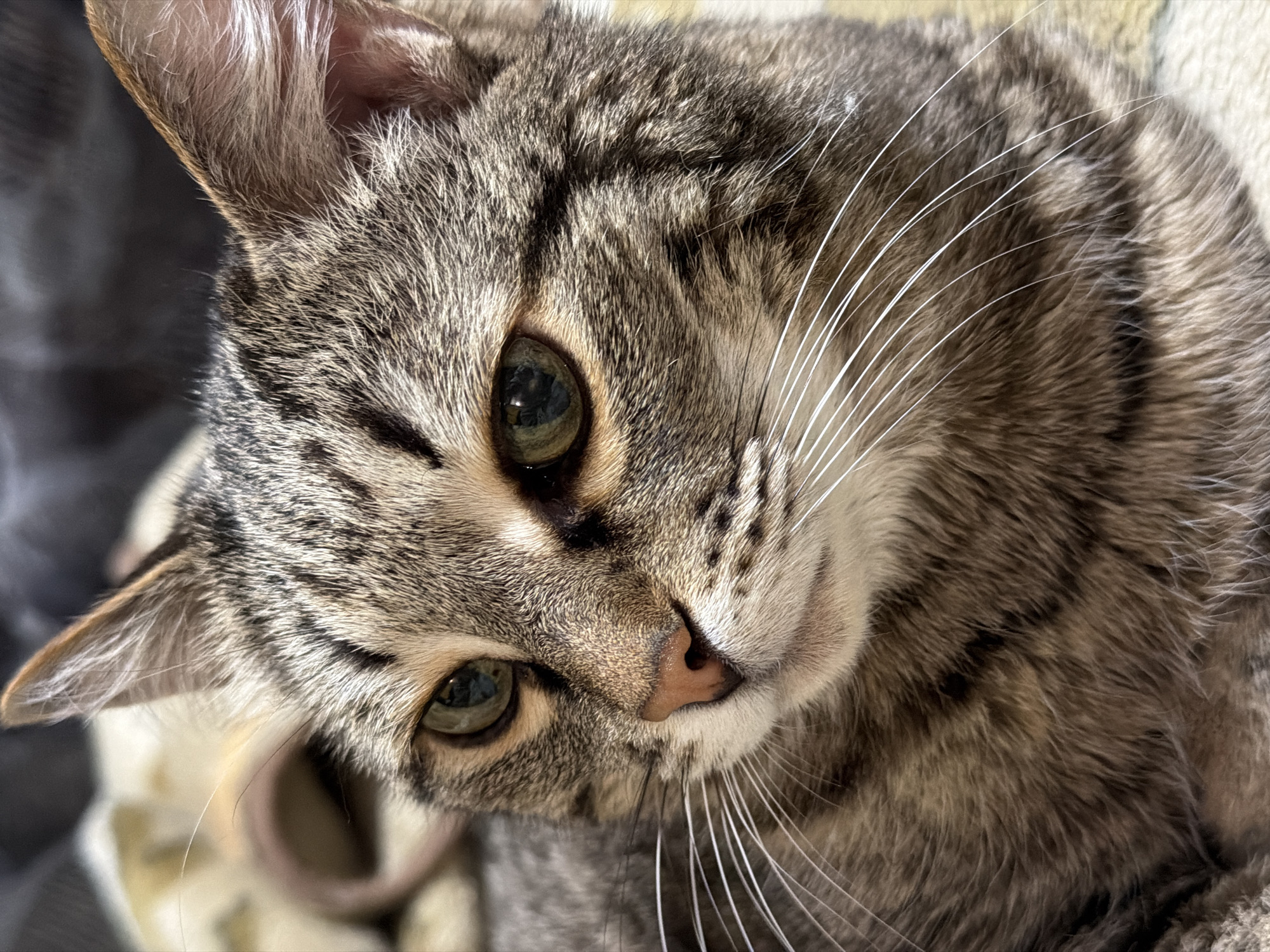 A close-up shot reveals a tabby cat with grayish-brown fur and black stripes. The cat has large, green eyes and a pink nose. Its whiskers are white and prominent. The cat's ears are pointed, with visible details of the inner ear. The background is blurred, but appears to be a soft fabric or blanket. The image shows the cat's head and partial body, and no location information is found.