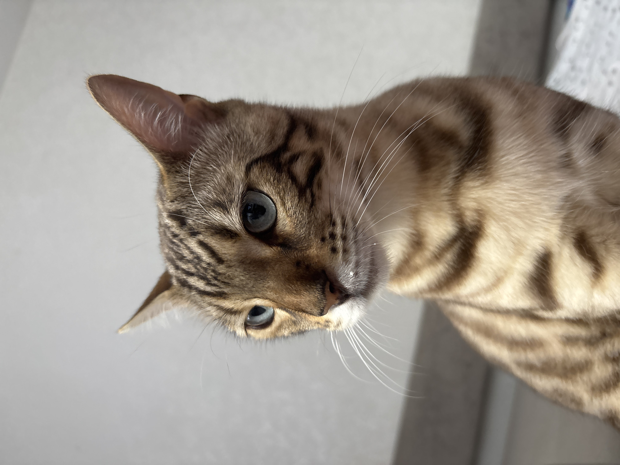 The image is a close-up, head-and-shoulders shot of a Bengal cat, captured in what appears to be an indoor setting. The cat is positioned to the right of the frame, with its gaze directed slightly off-camera to the left. Its fur displays the characteristic spotted and marbled pattern of the breed, with shades of golden brown and black. The cat's eyes are a striking blue, and its ears are pointed and alert. Fine white whiskers extend from its muzzle. A small white droplet is visible on its chin, potentially from milk or water. The background is a plain, light gray wall, suggesting a simple domestic environment. There are no discernible elements in the image that would indicate a specific location within the city of Noviy, Russia.
