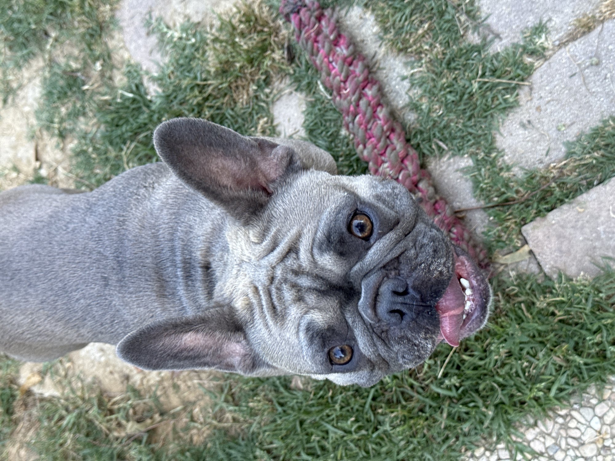 An overhead, eye-level shot features a fawn-colored French Bulldog on a stone and grass patio. The dog is facing forward with its tongue slightly out and its mouth open. Its head is wrinkled, with large ears perked up and brown eyes looking into the camera. To the right of the dog is a braided rope toy with pink and gray strands. The dog's body extends out of frame to the top. The environment appears to be a backyard in San Benedetto del Tronto, Italy.